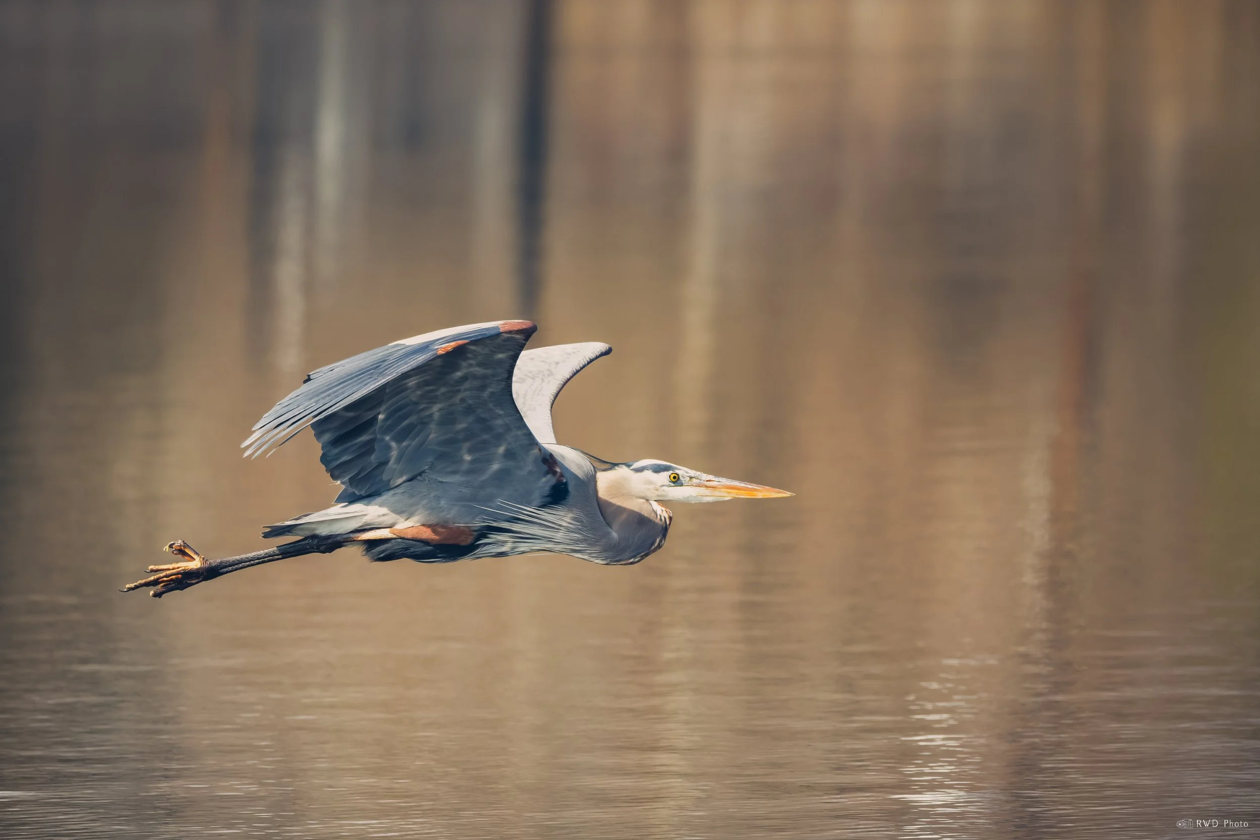 032026-GreatBlueHeron-11.jpg