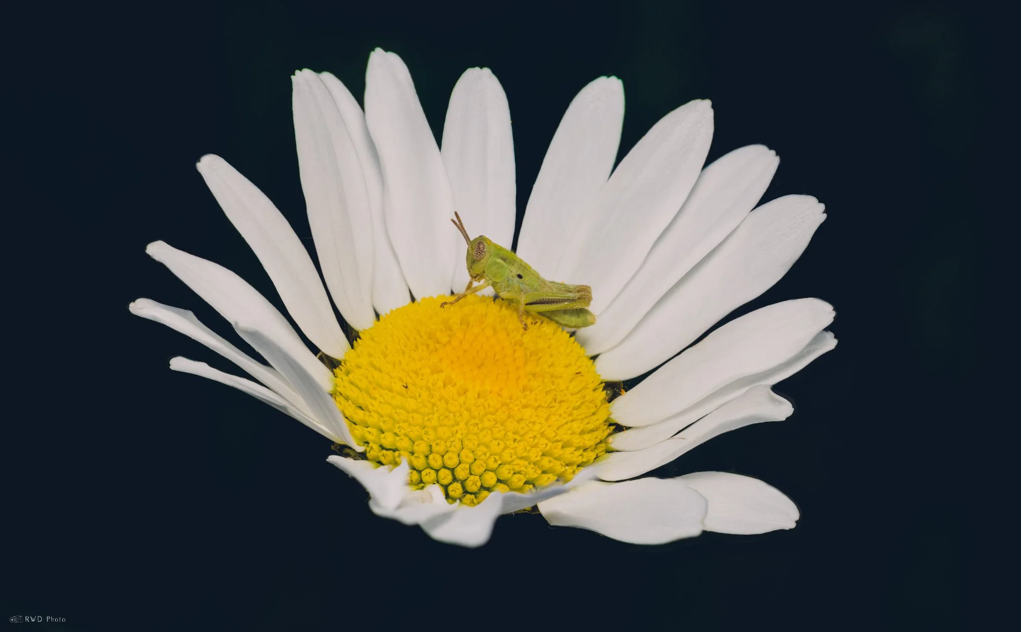 060624_Grasshopper.jpg