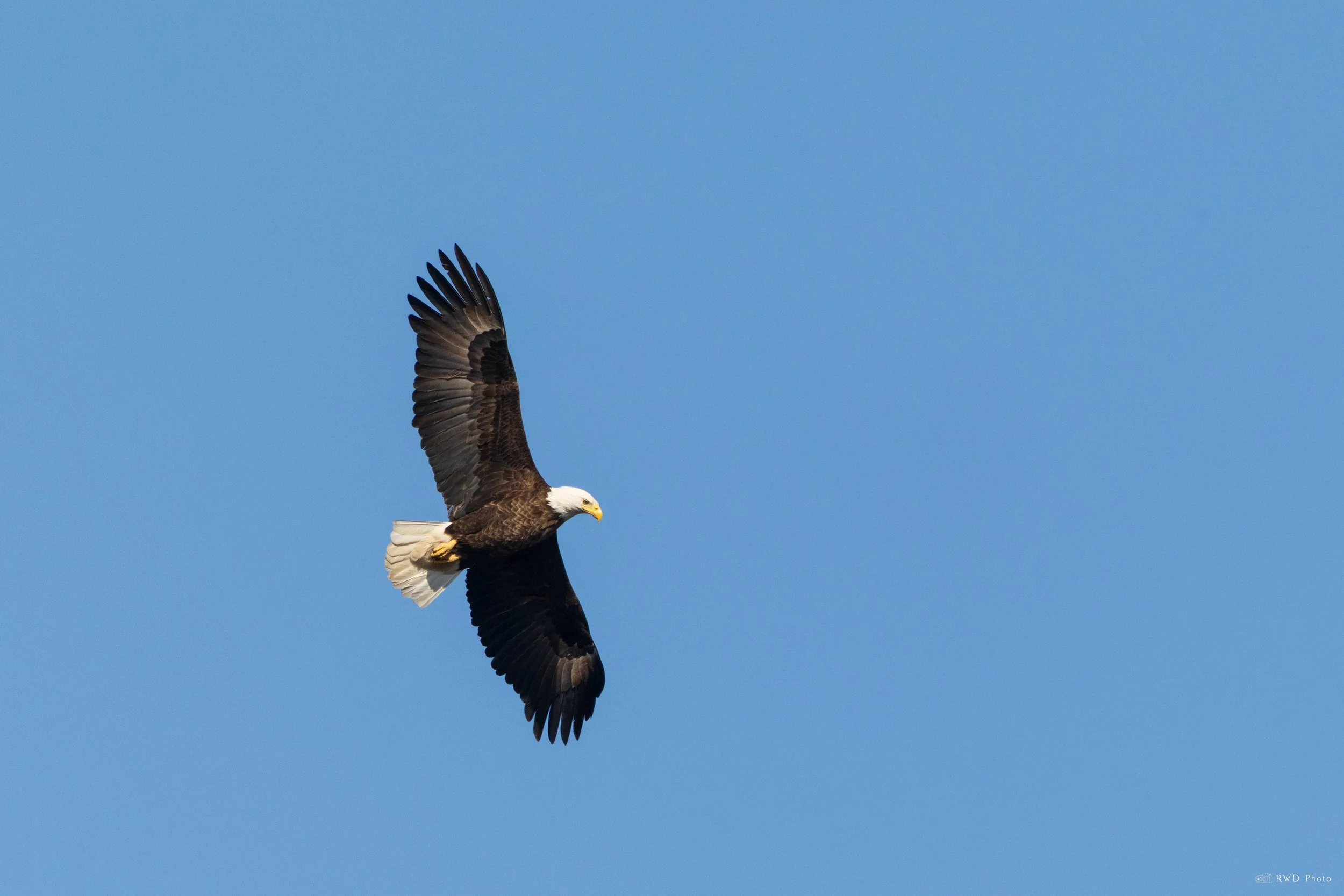 032126-BaldEagle-1.jpg
