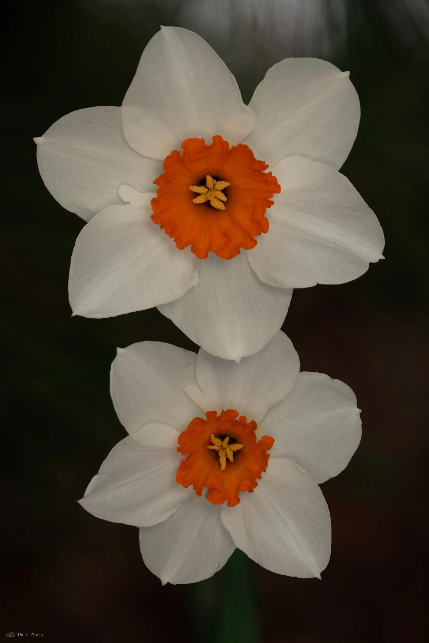 040525_Daffodils.jpg