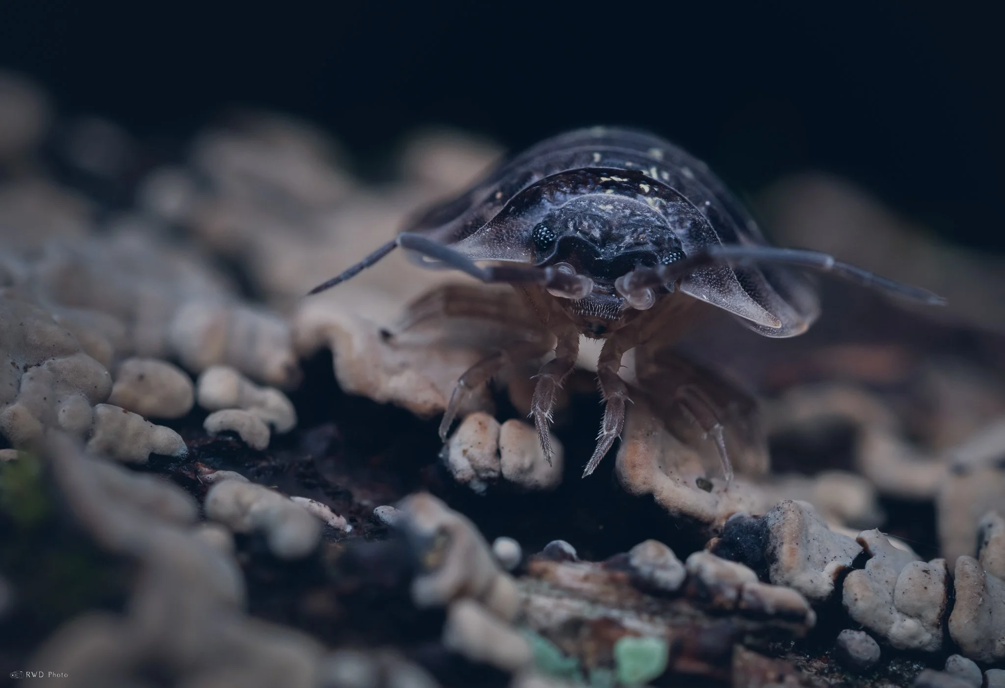 061825-Woodlouse.jpg