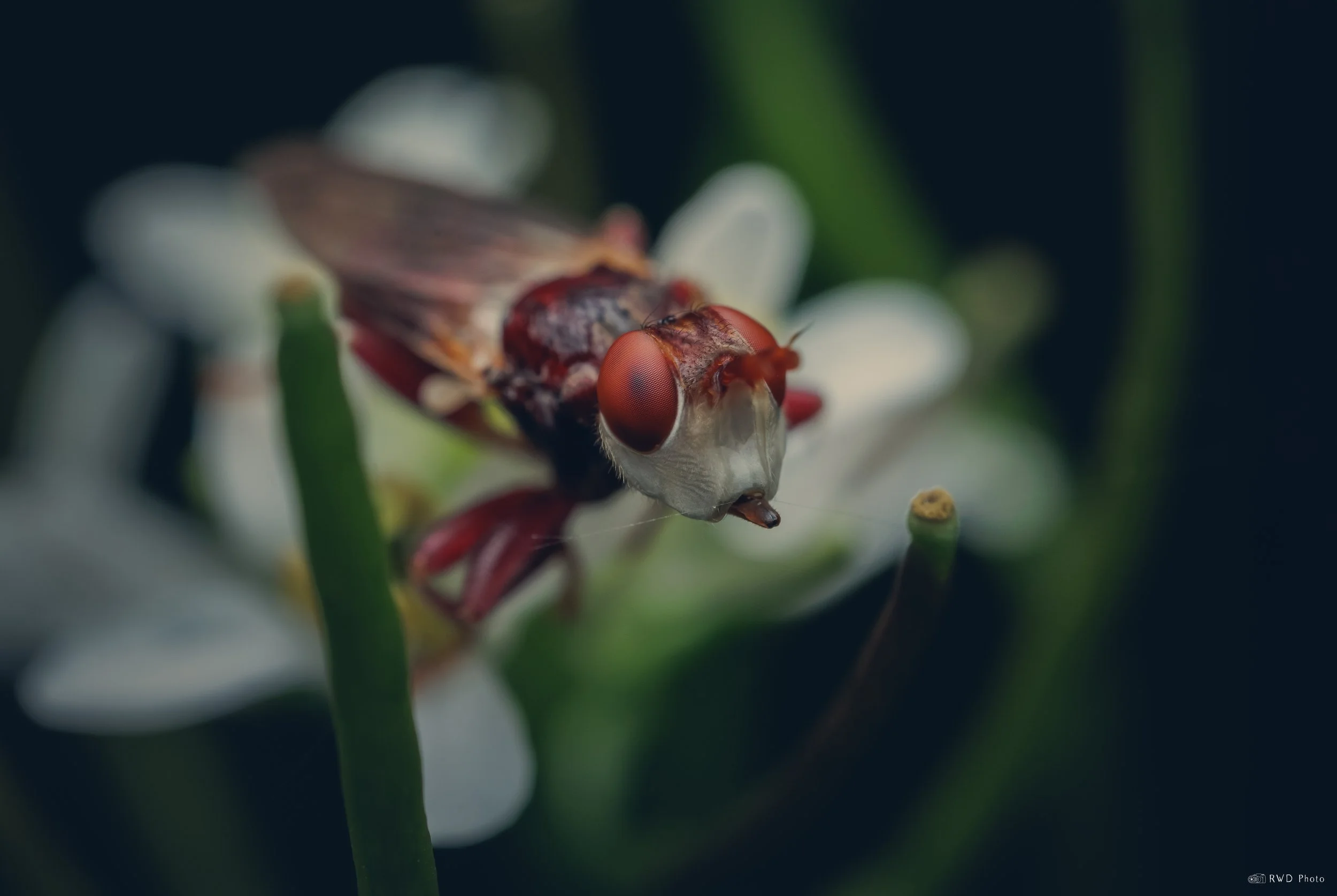 050625-MyopaDorsalis.jpg