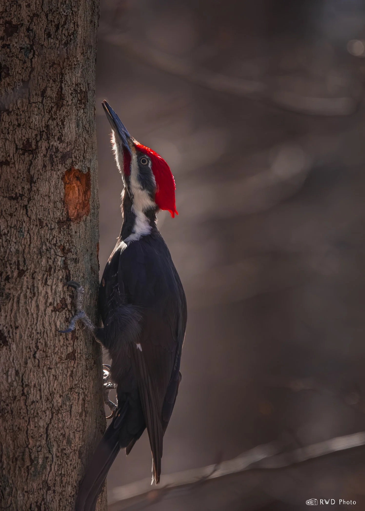 022424_Woodpecker-1.jpg