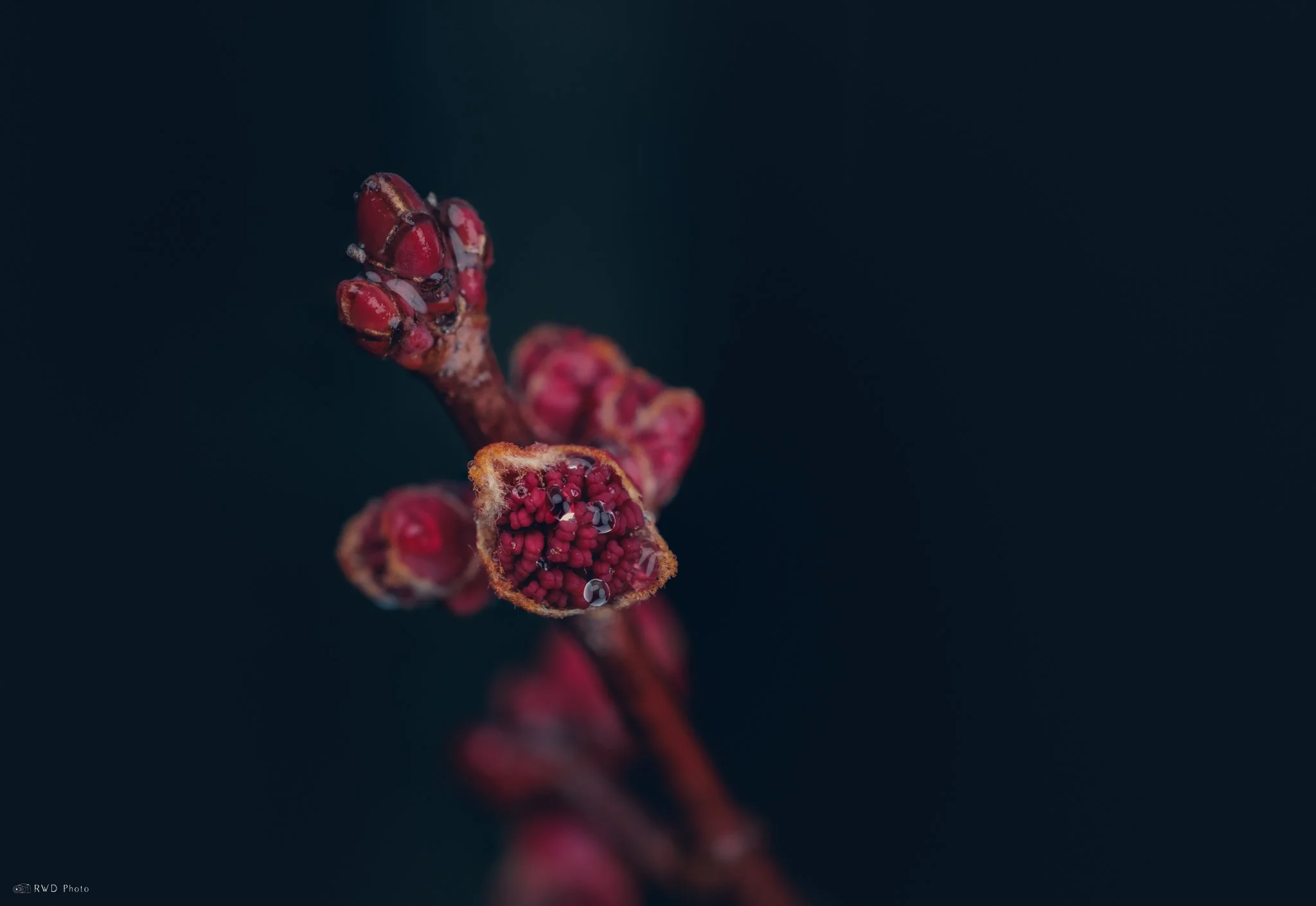032425_RedMapleBuds.jpg