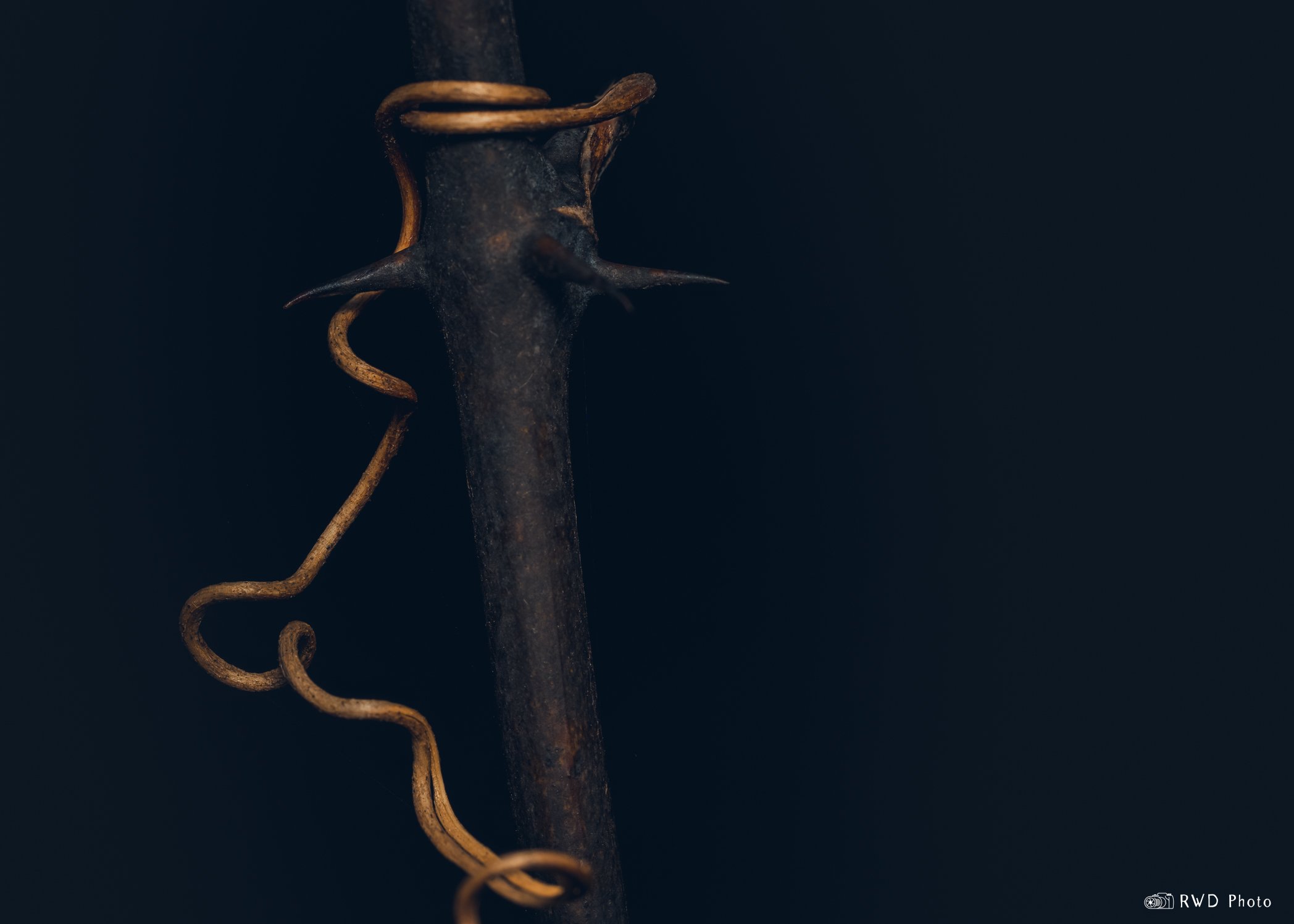 041424_Vine-1.jpg