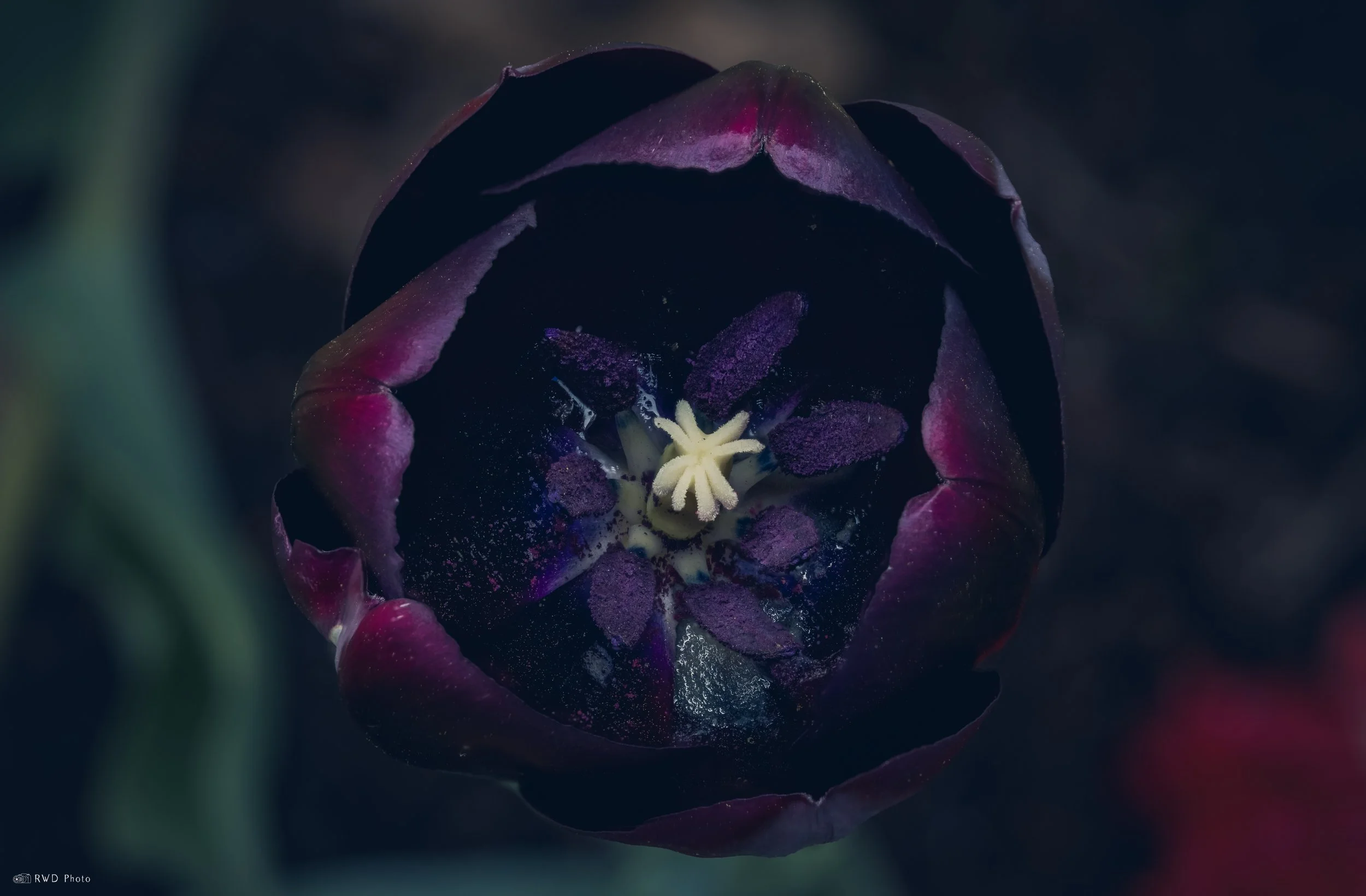 050126-Tulip-1.jpg