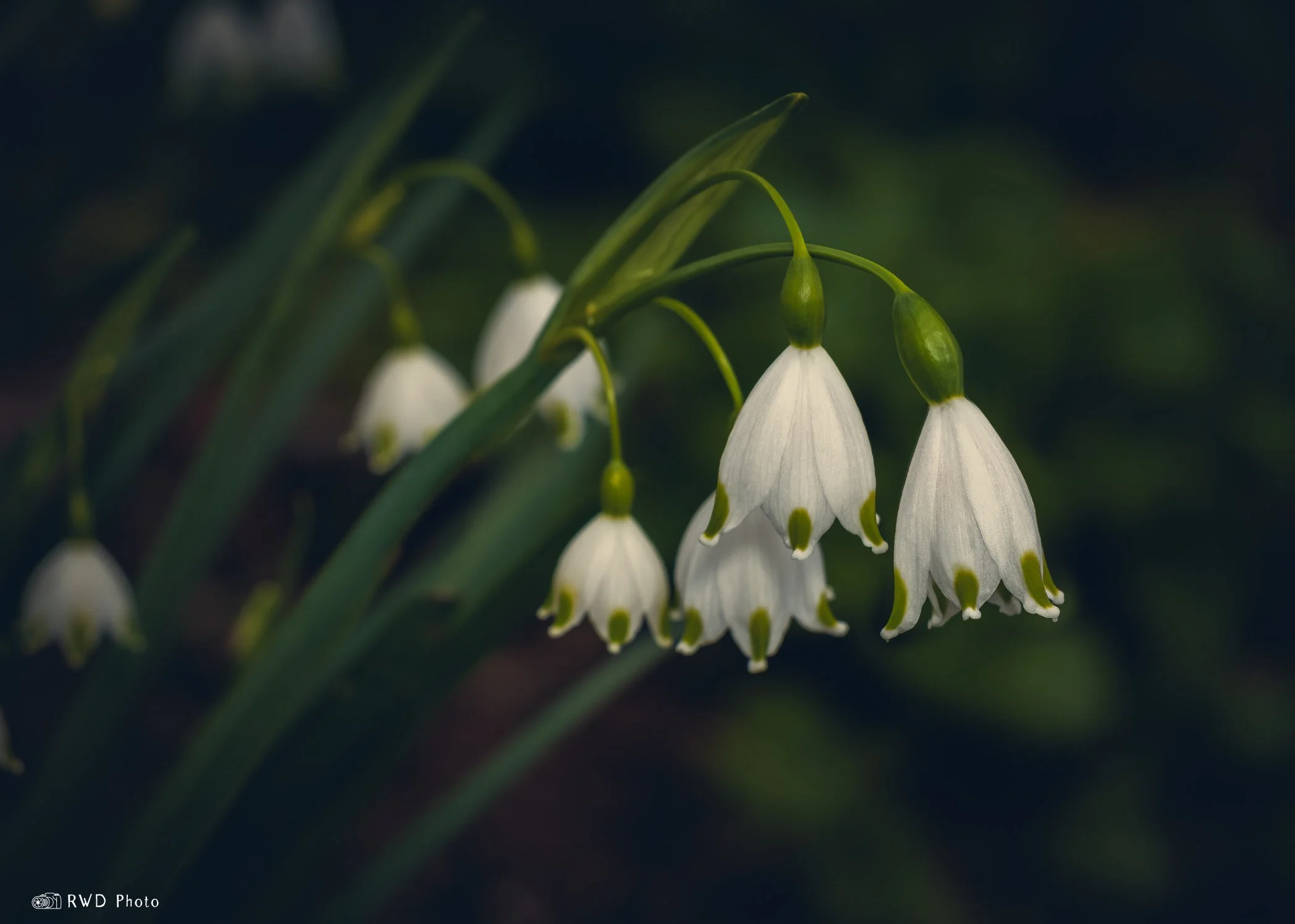 042124_SpringSnowflake.jpg