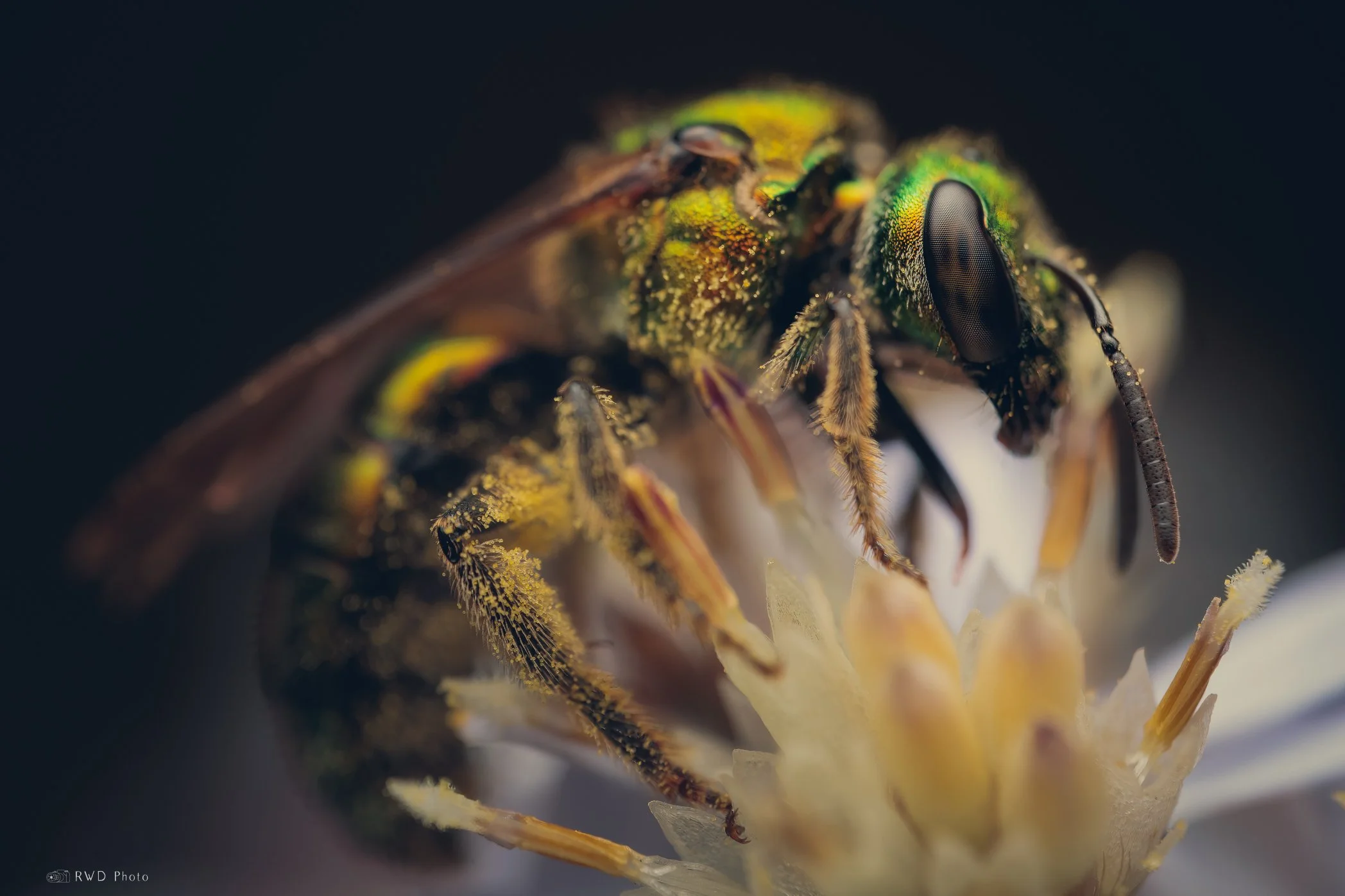 100324_SweatBee-2.jpg