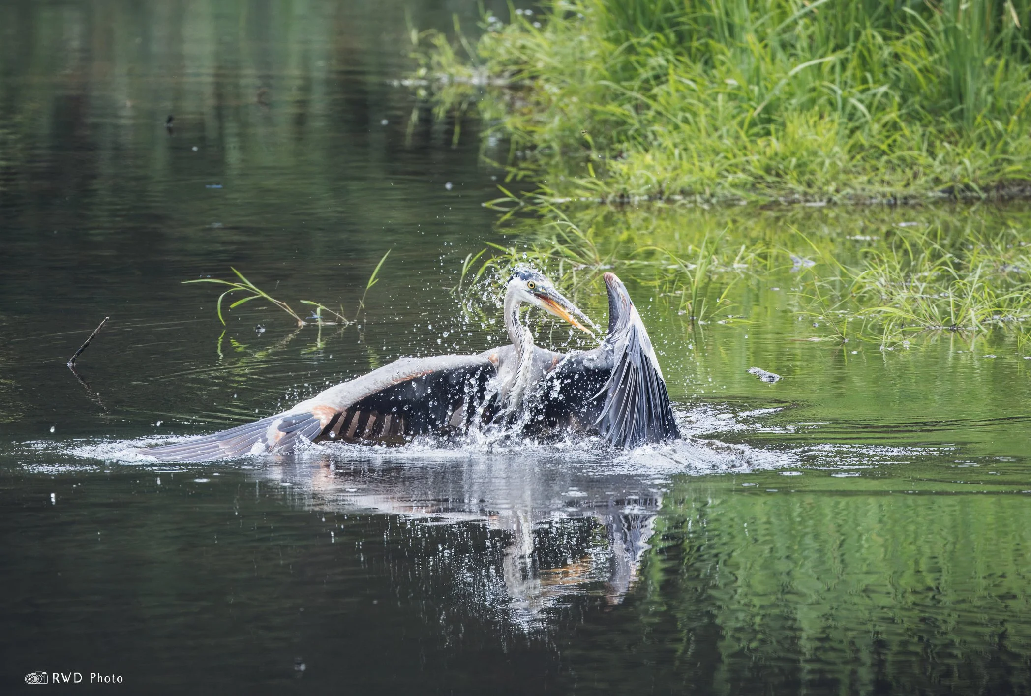 072124_HuntingHeron-1.jpg