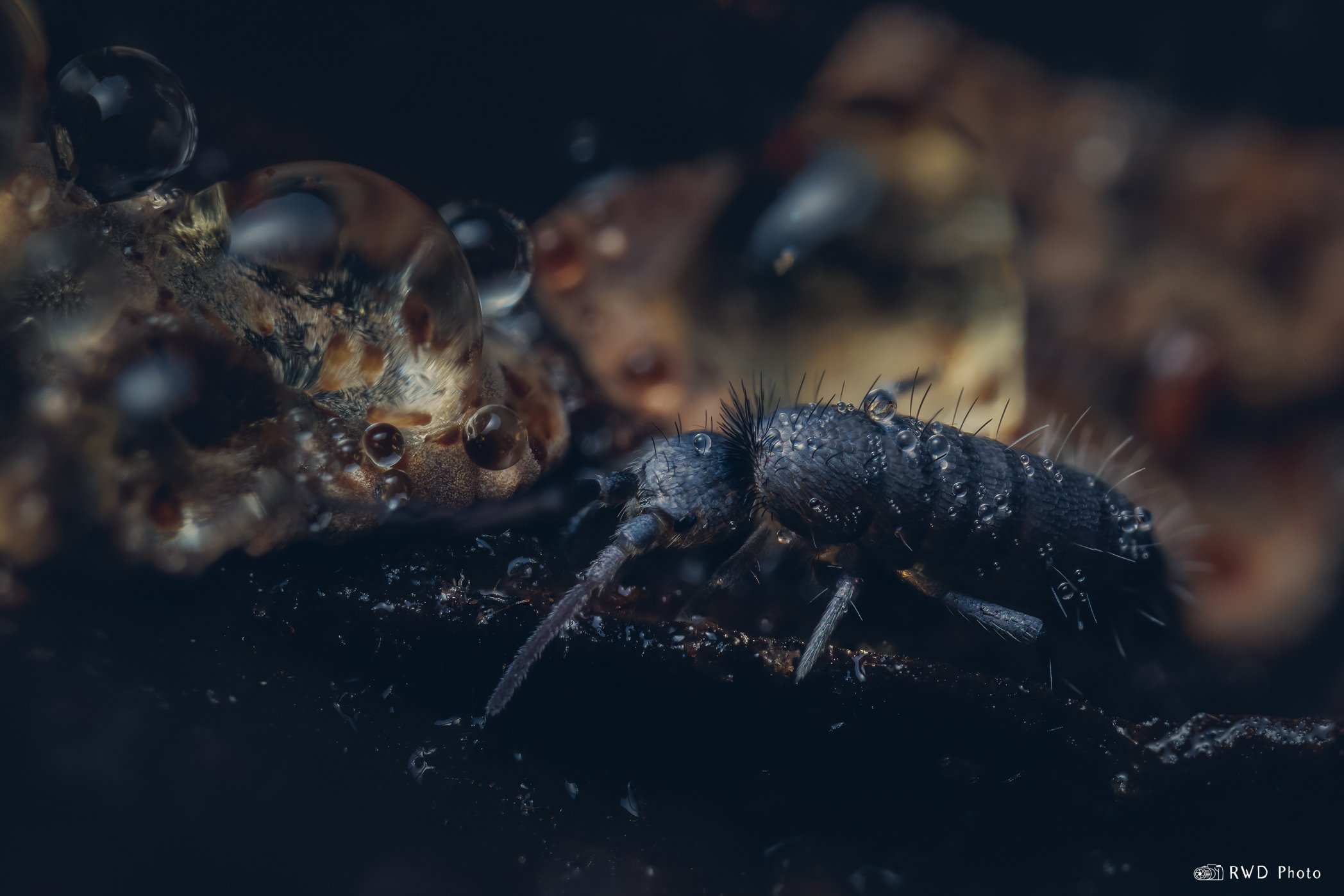 120224_Springtail-3.jpg