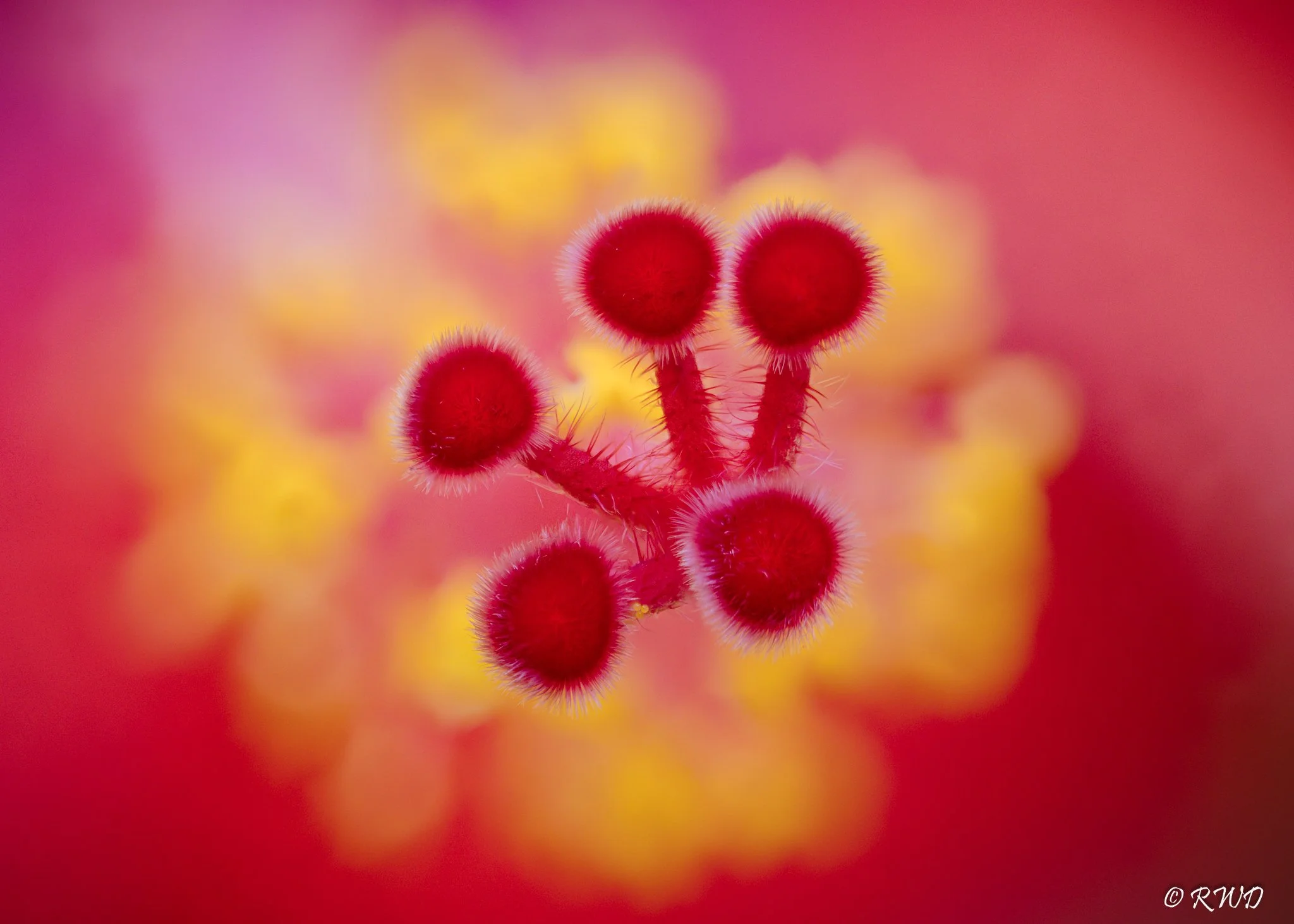 080523_HibiscusStamen.jpg