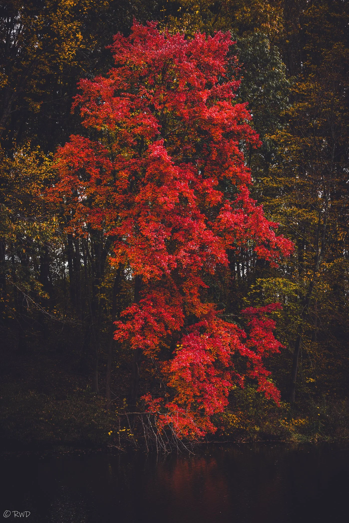 102423_MoodyFallLandscape-1.jpg
