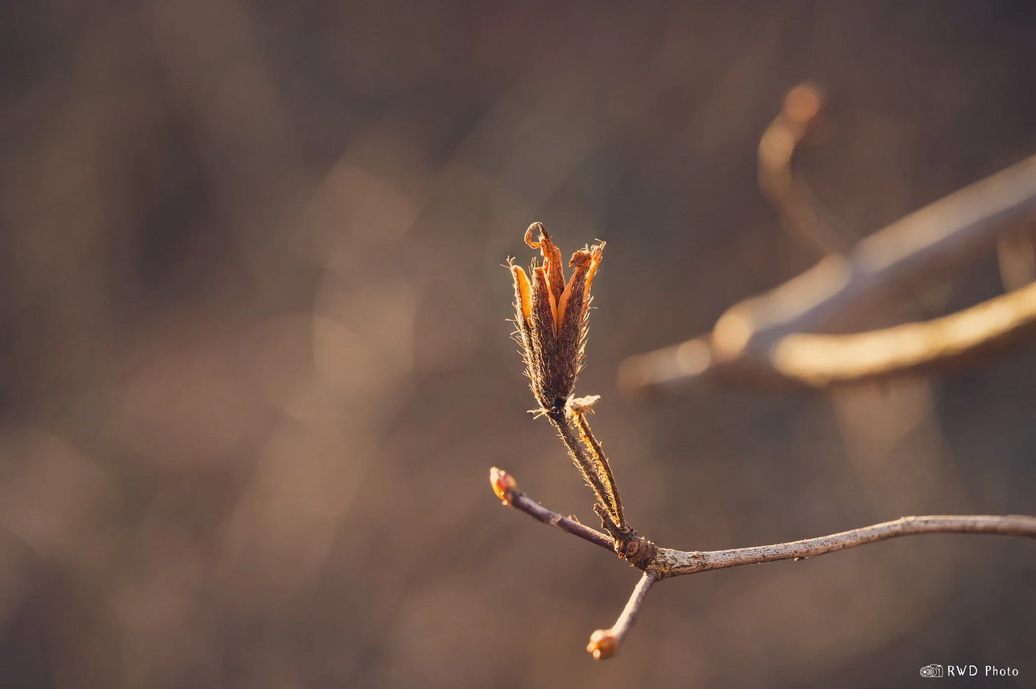 020324_TreeBuds-2.jpg