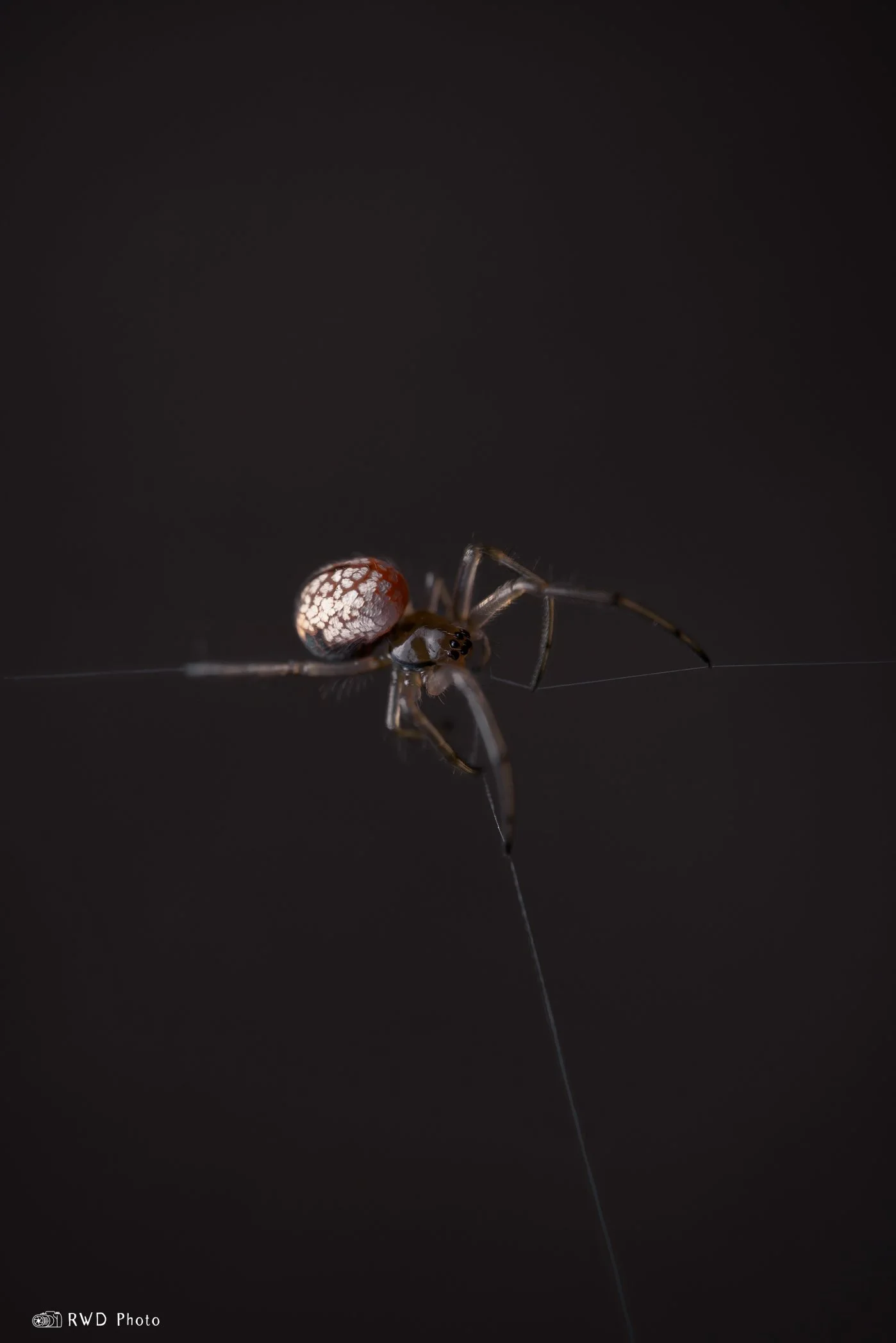 021024_TinySpider-1.jpg
