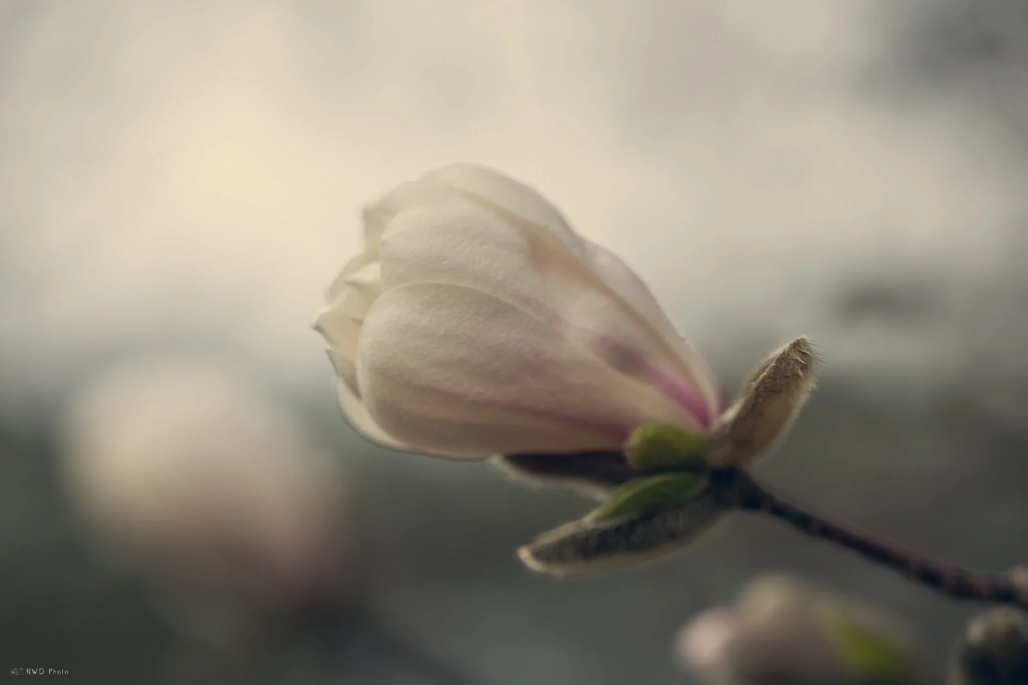 040525-Magnolia-White.jpg