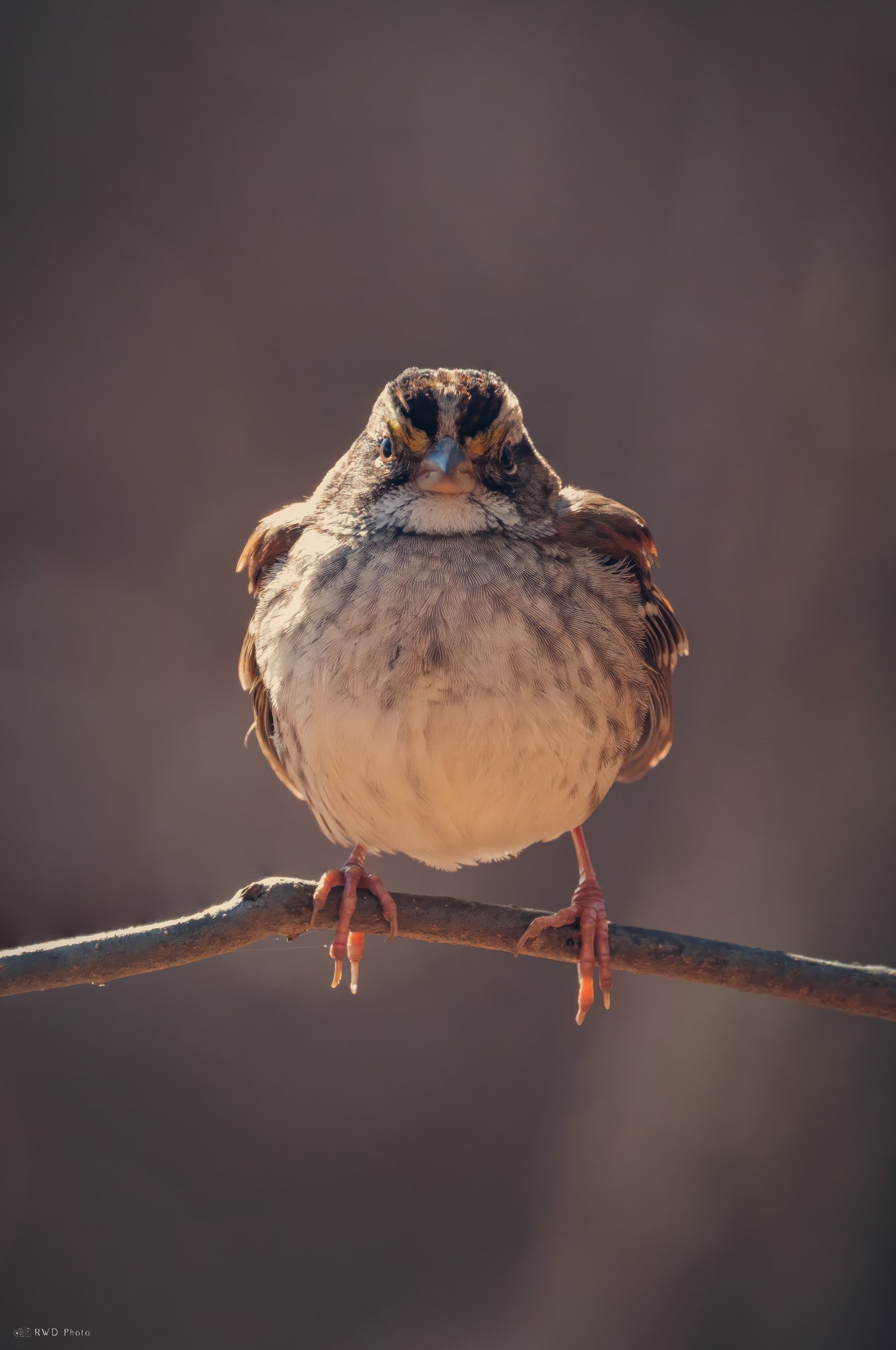 011025_Swallow.jpg