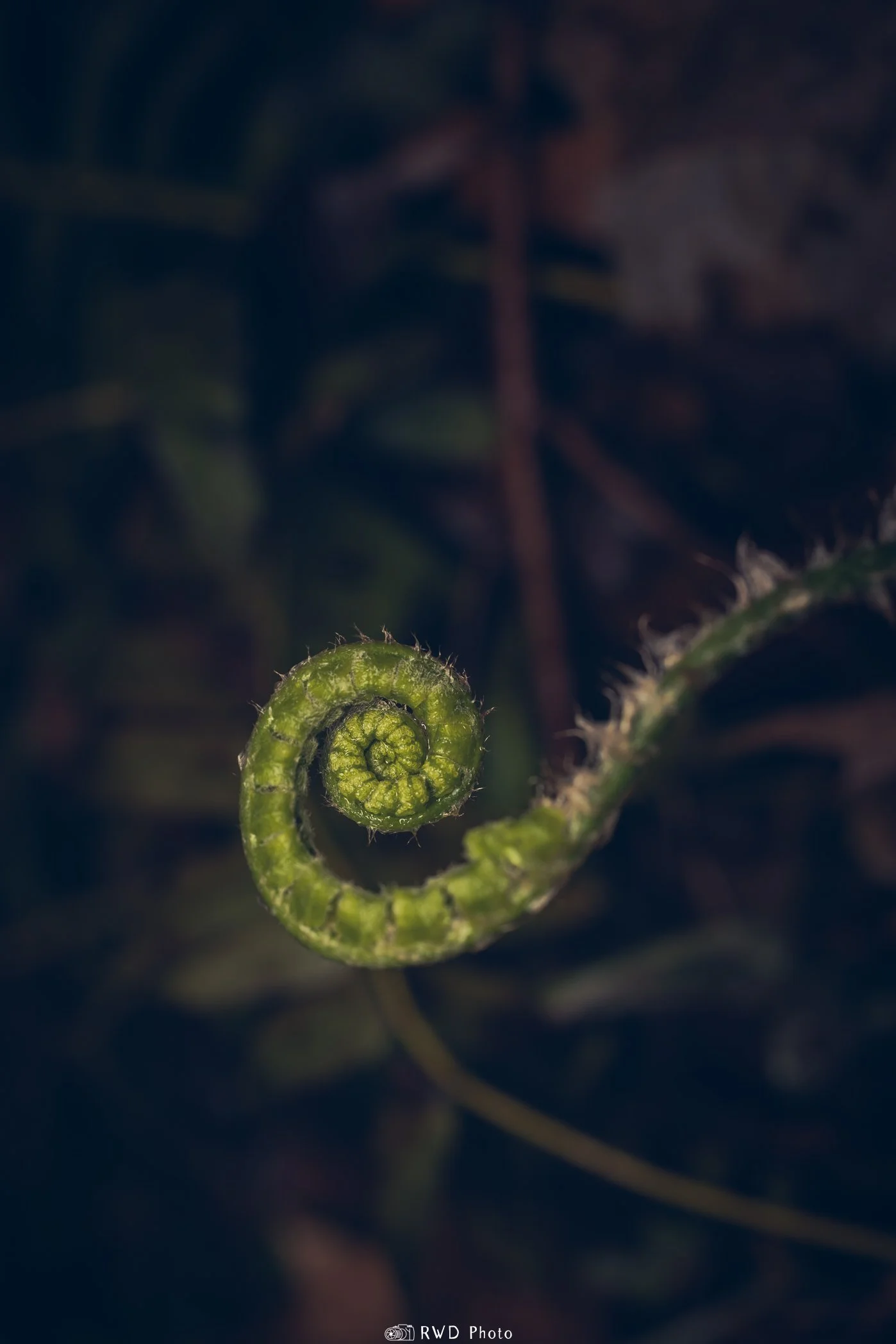 041224_Fiddlehead-1.jpg