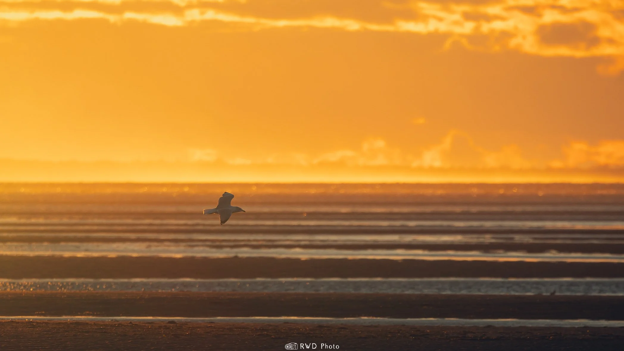 112924_SunsetSeagull-2.jpg