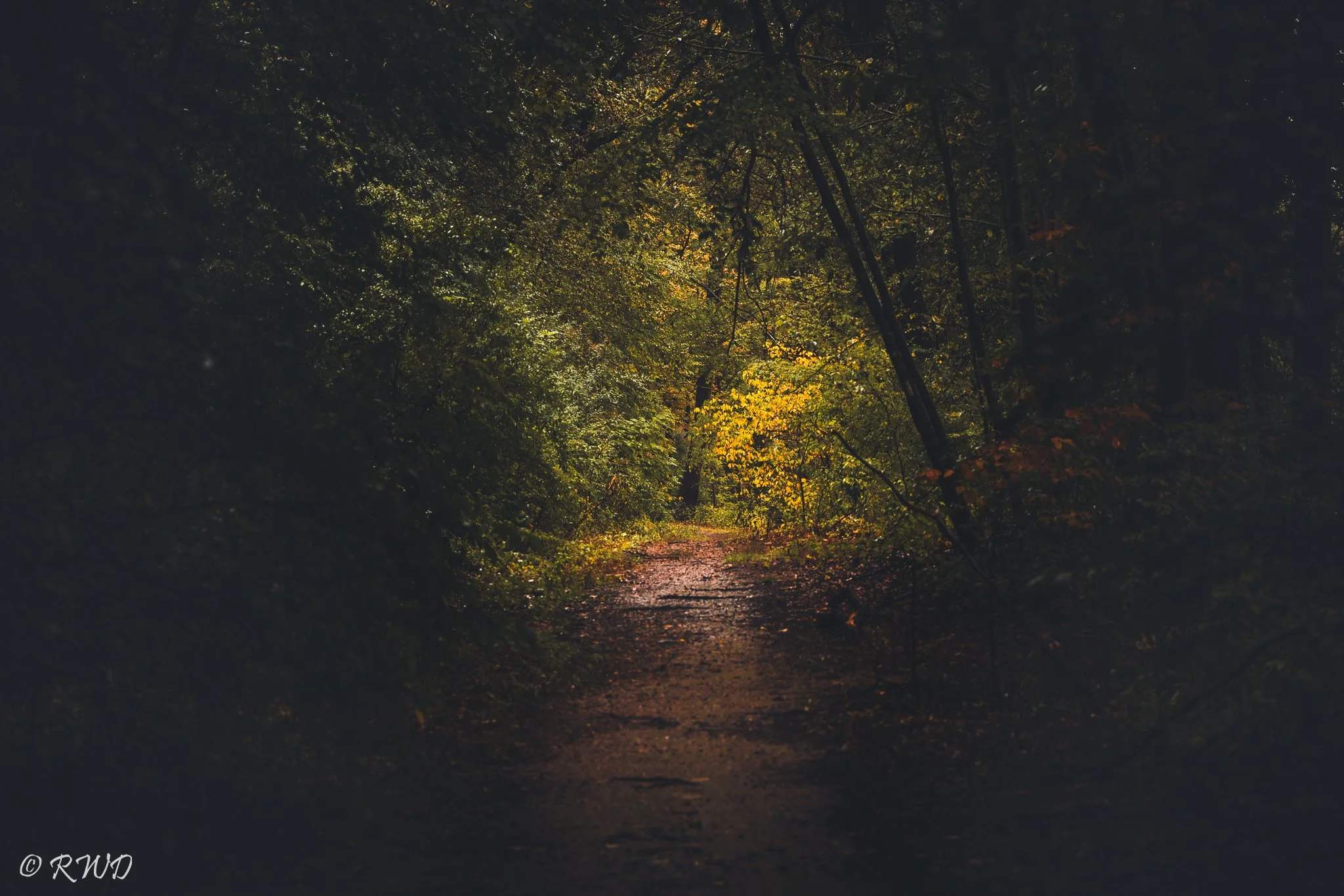 092923_DarkWoods.jpg