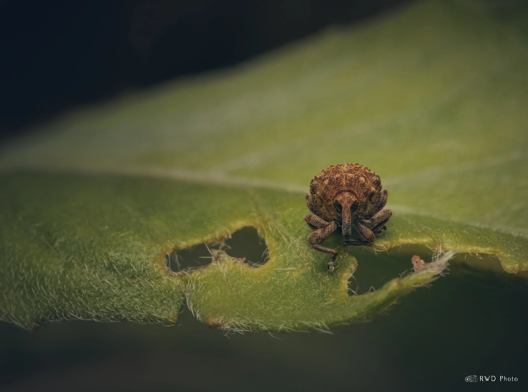 070224_CabbageStemWeevil.jpg