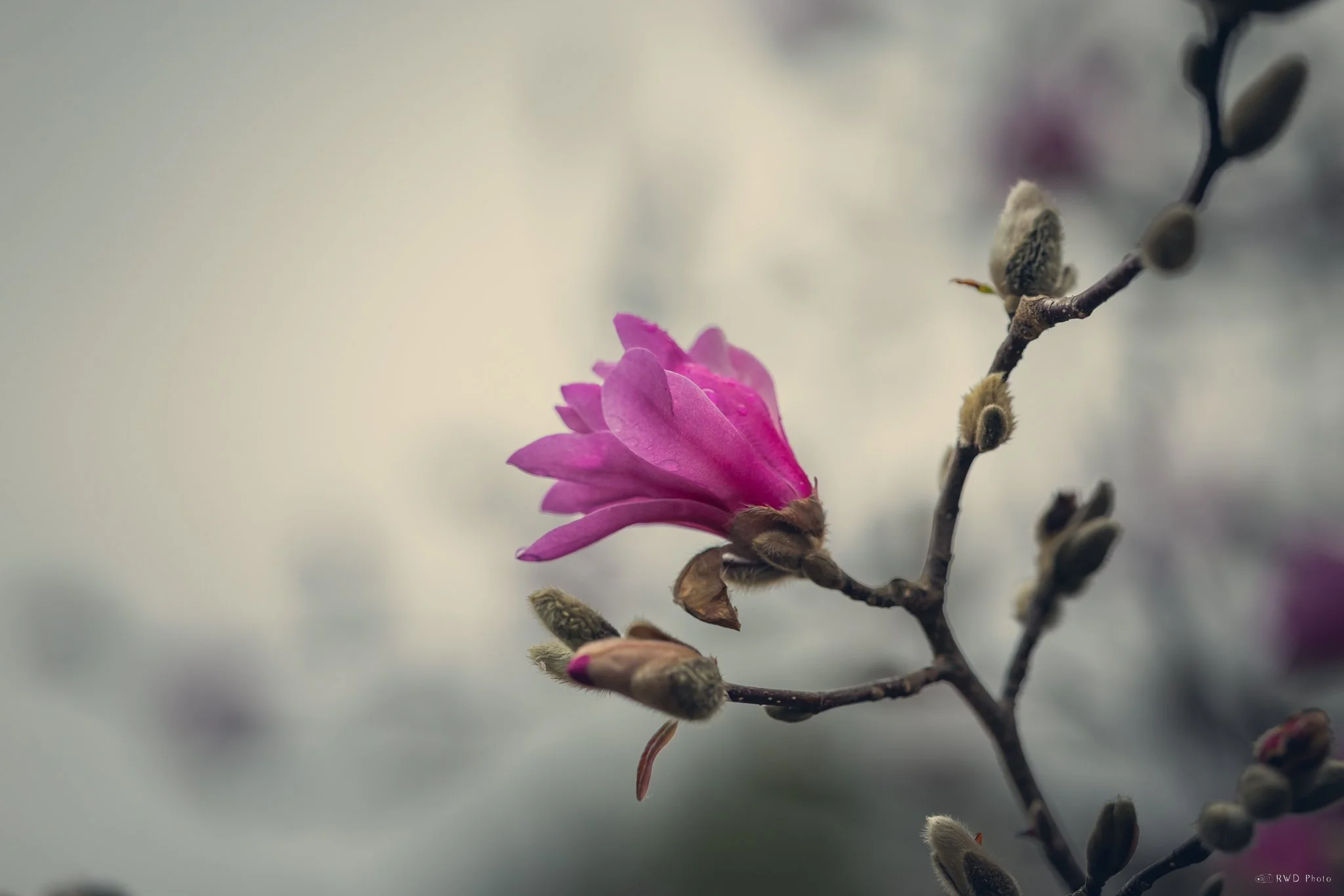 040525-Magnolia-Pink.jpg