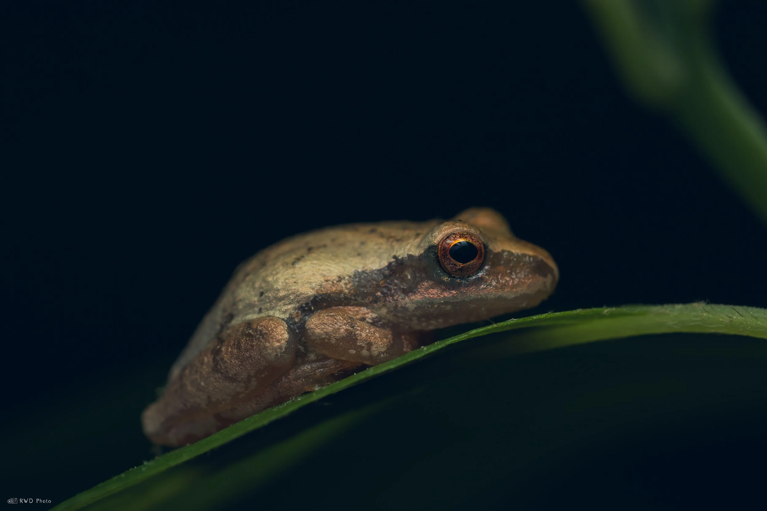 052026-TreeFrog-4.jpg