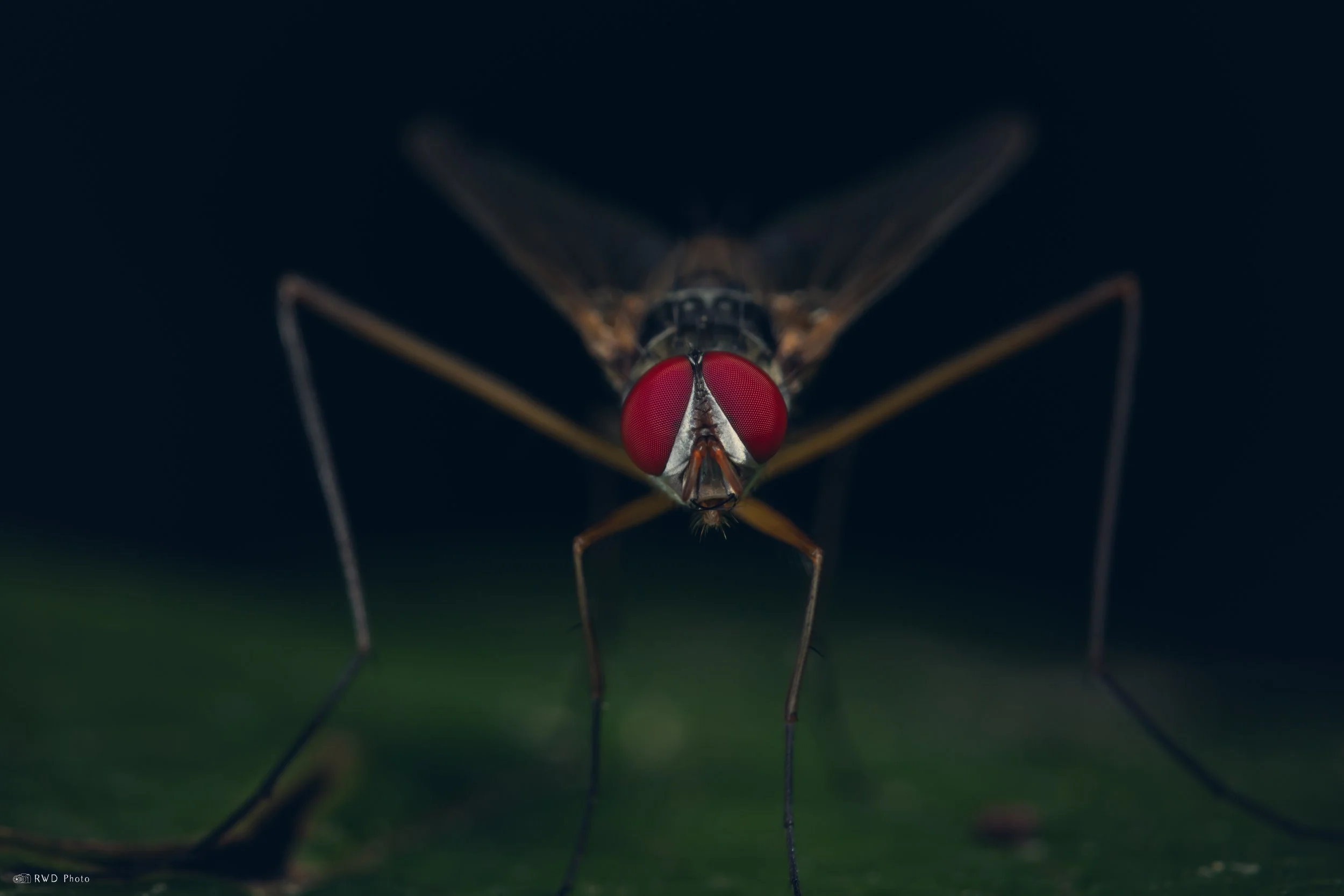 073125-Fly.jpg