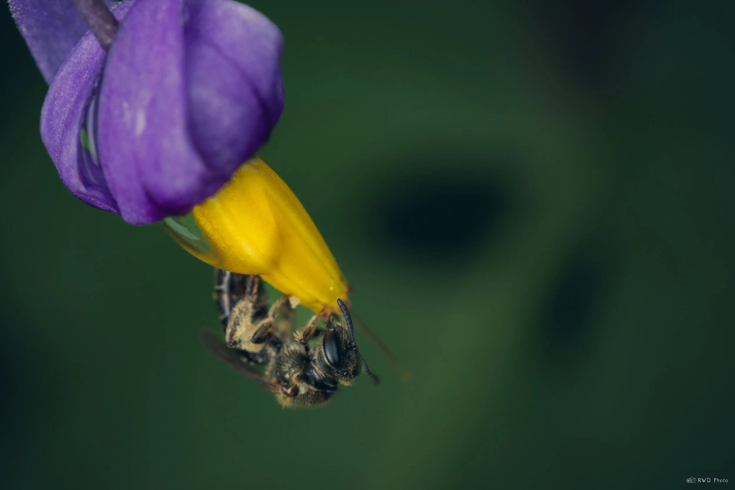 070225-Sweatbee.jpg