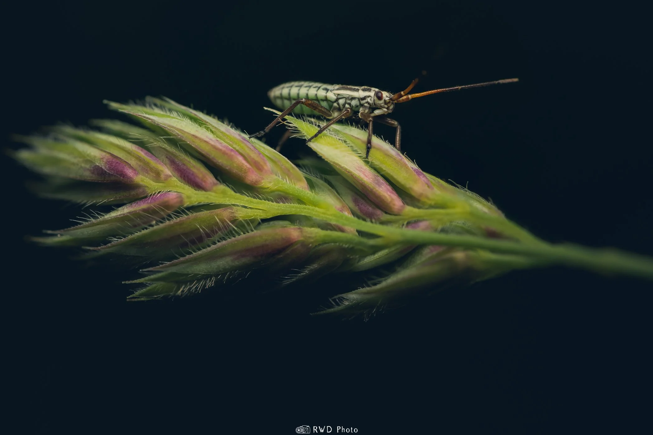 051924_Bug-2.jpg