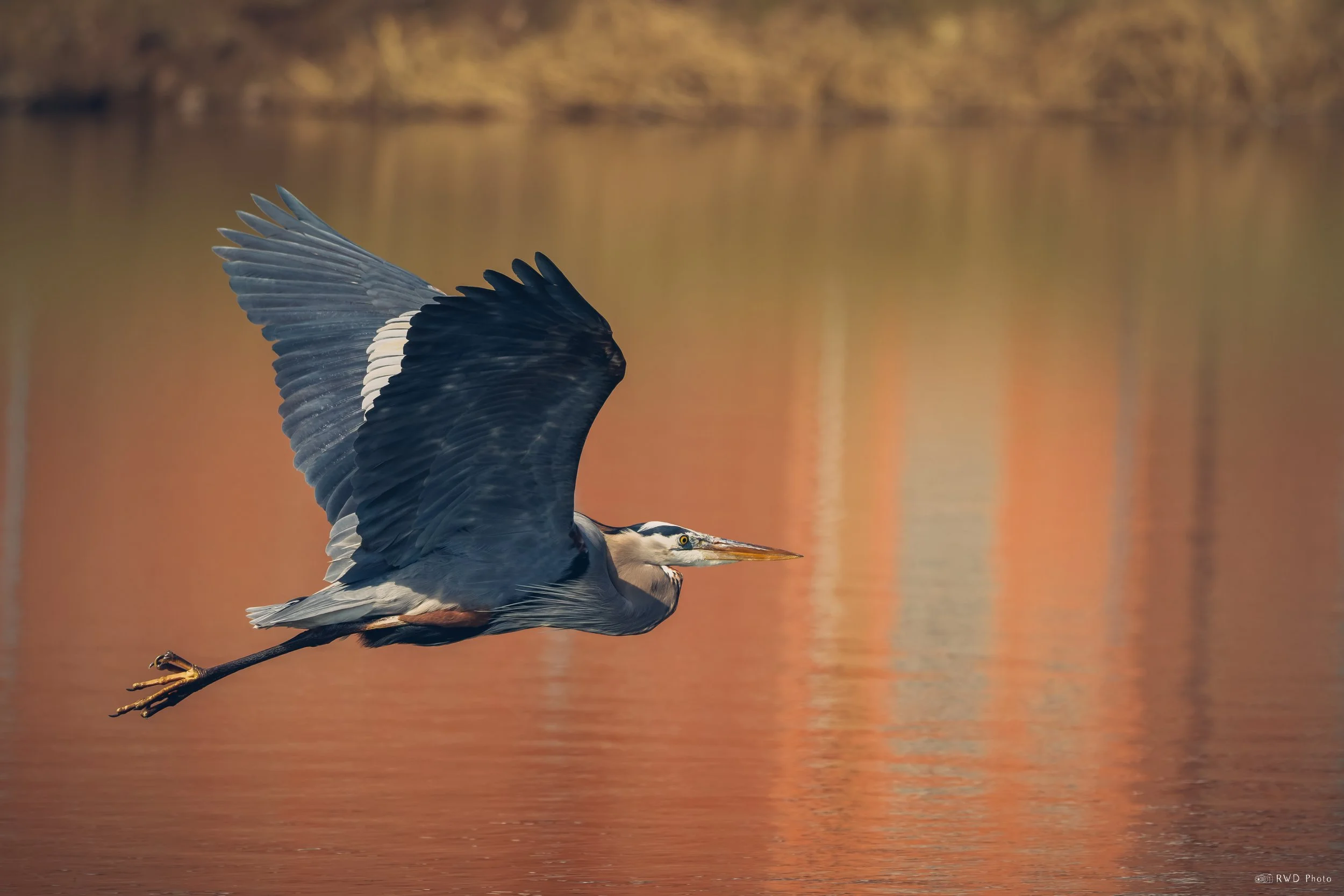 032026-GreatBlueHeron-1.jpg
