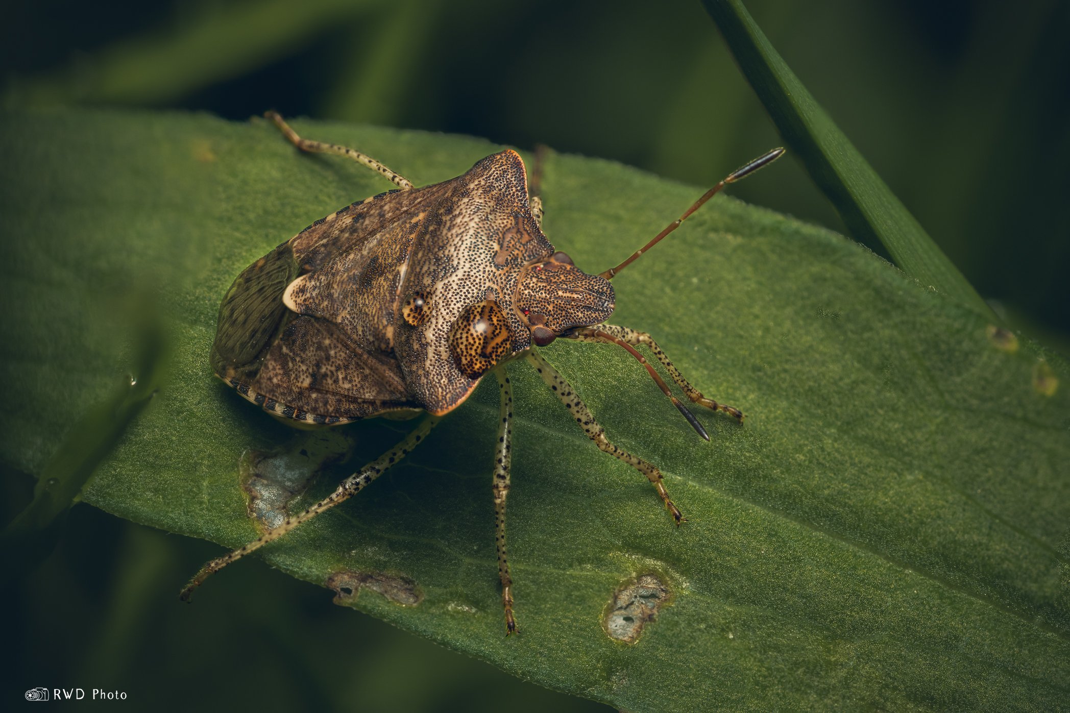 050824_ShieldBug-1.jpg