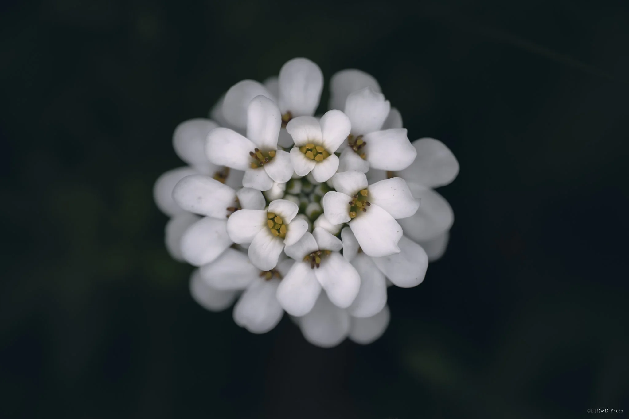 042323_Candytuft.jpg