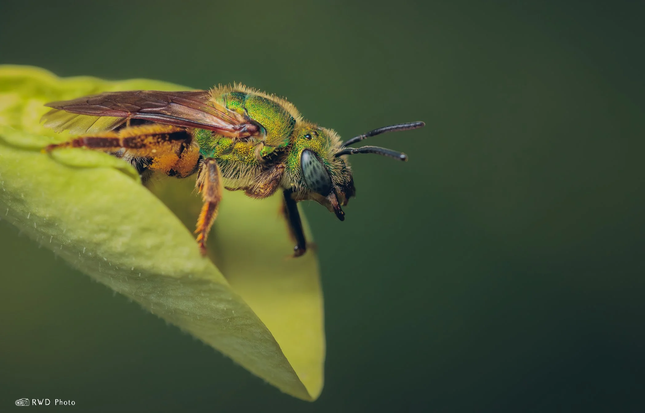 062324_SweatBee-1.jpg