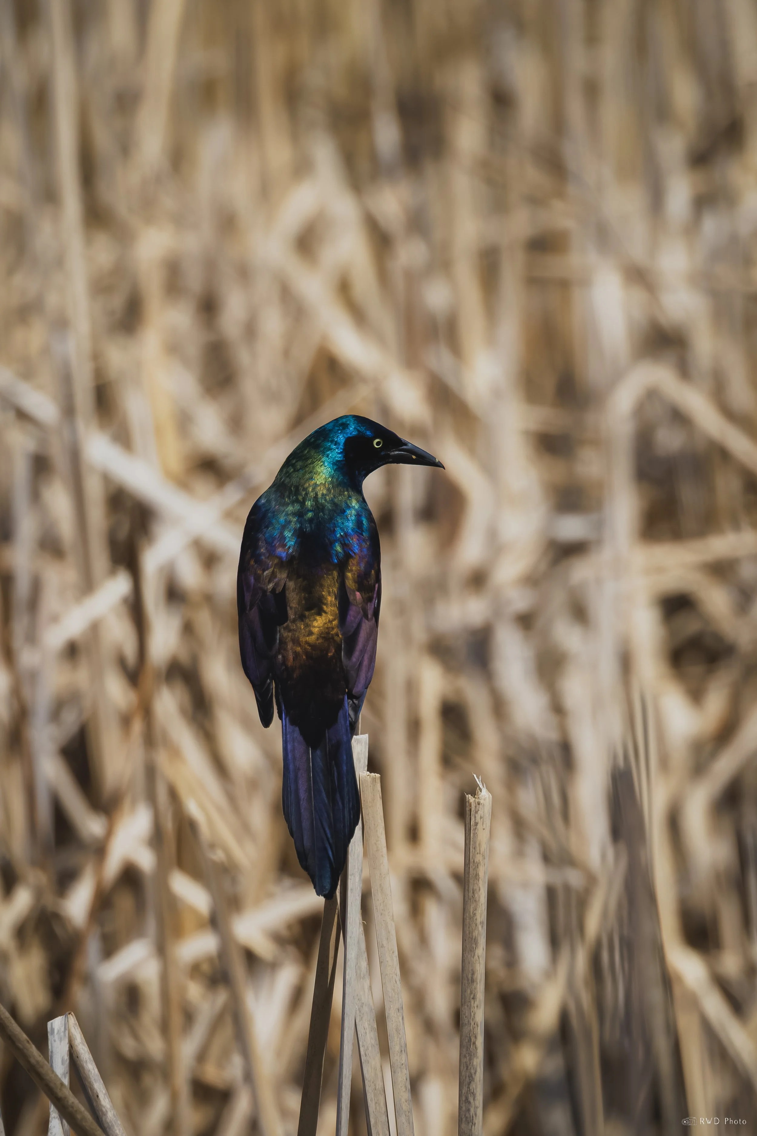 041426-Grackle-1.jpg