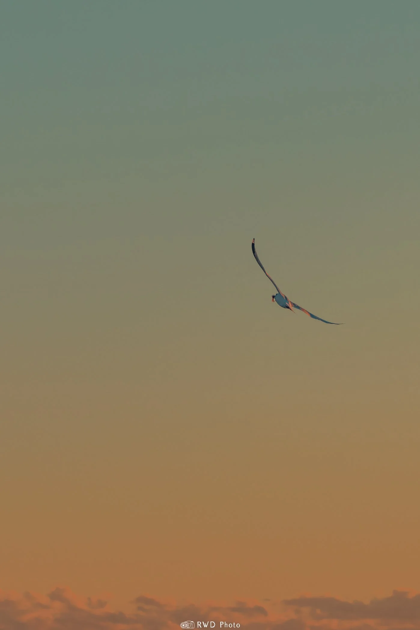 112924_SunsetSeagull-1.jpg