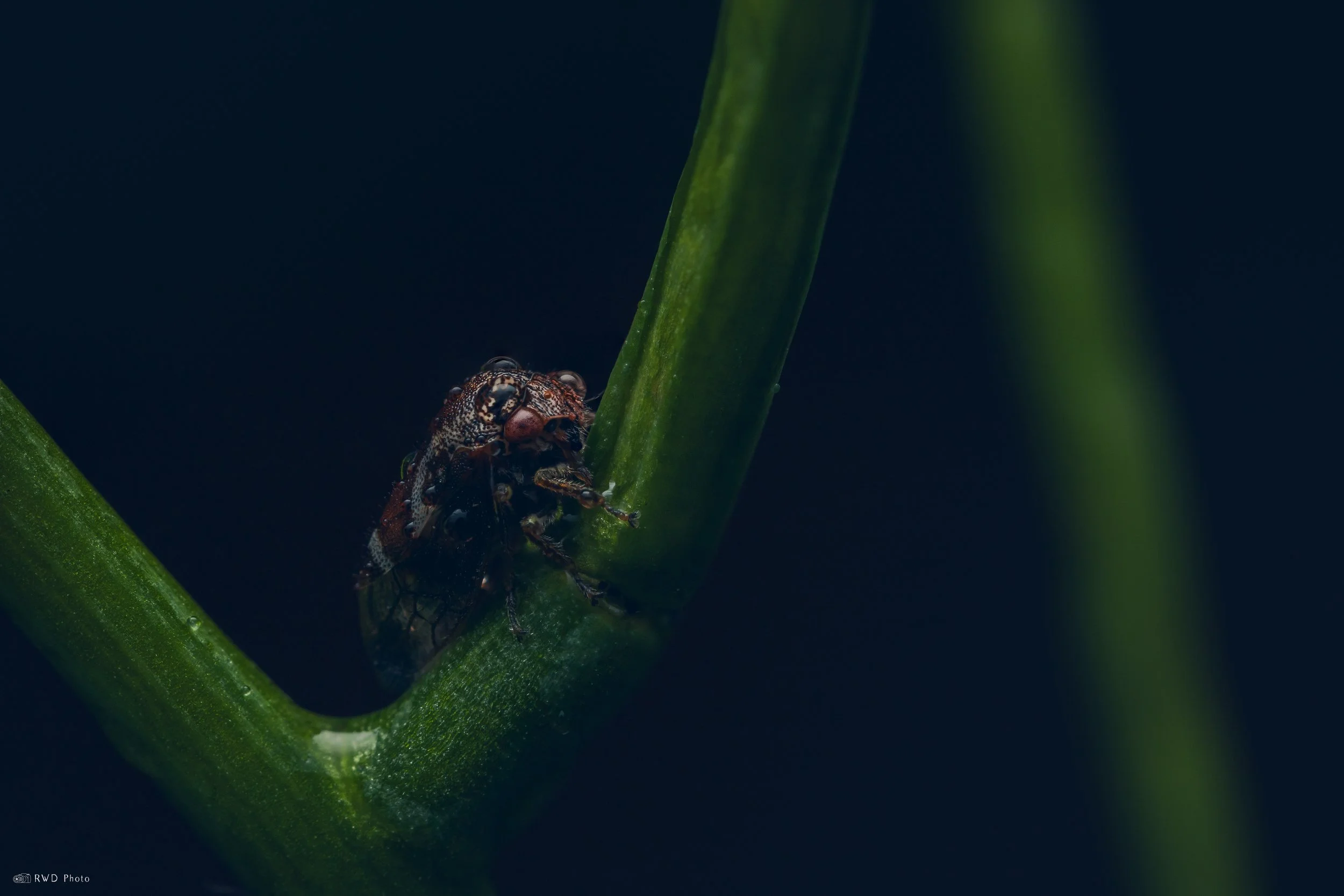 052426-Planthopper-1.jpg