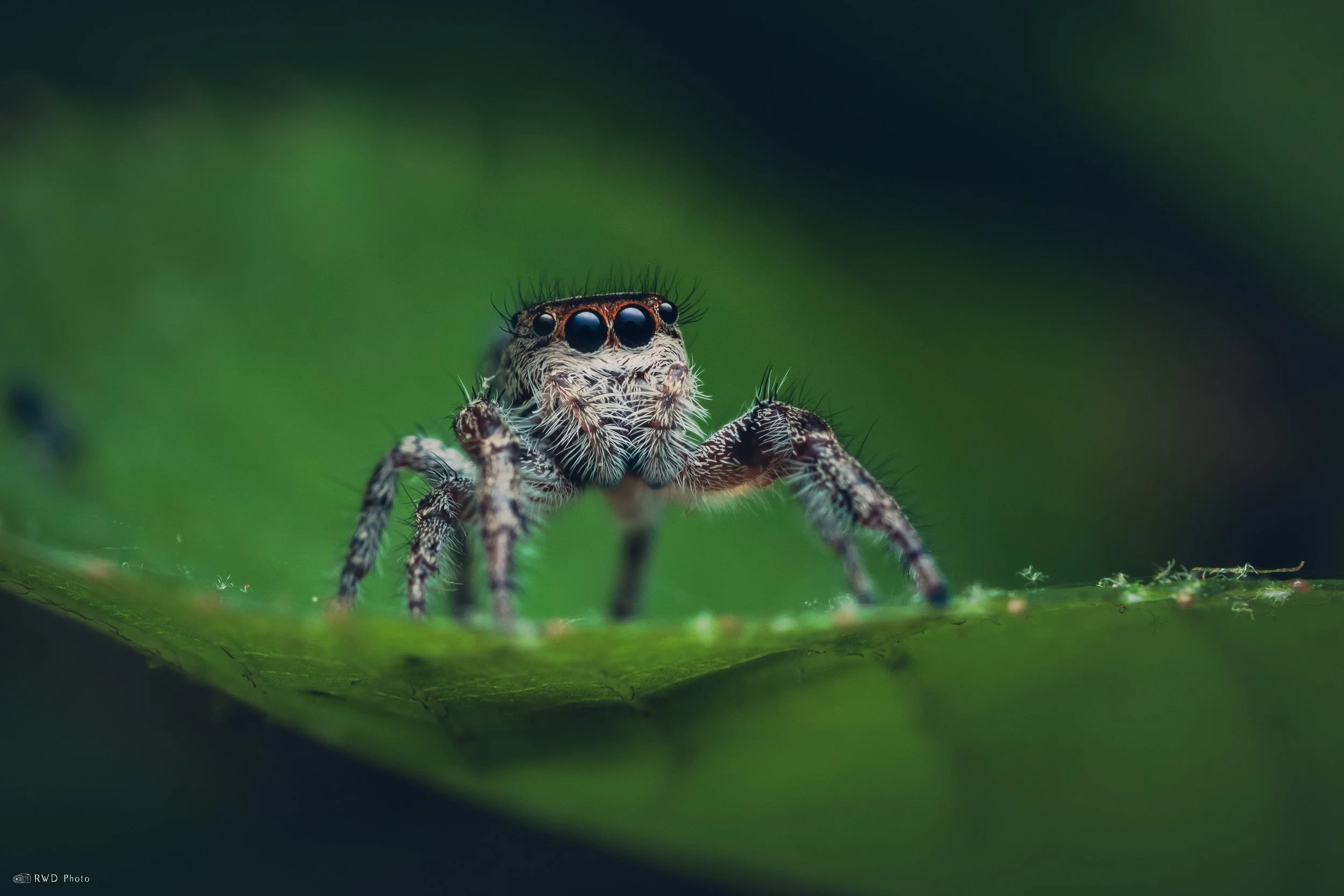 051926-JumpingSpider-1.jpg