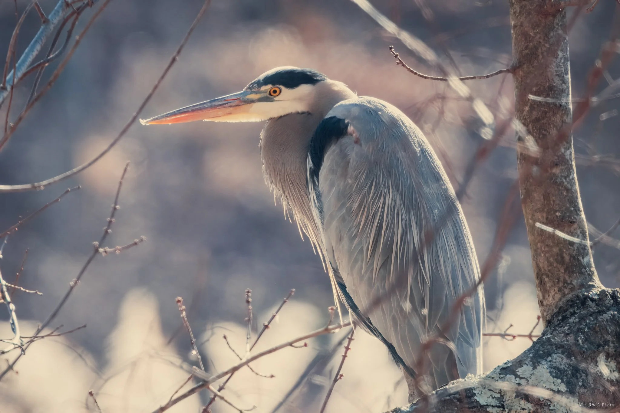 011425_GreatBlueHeron.jpg
