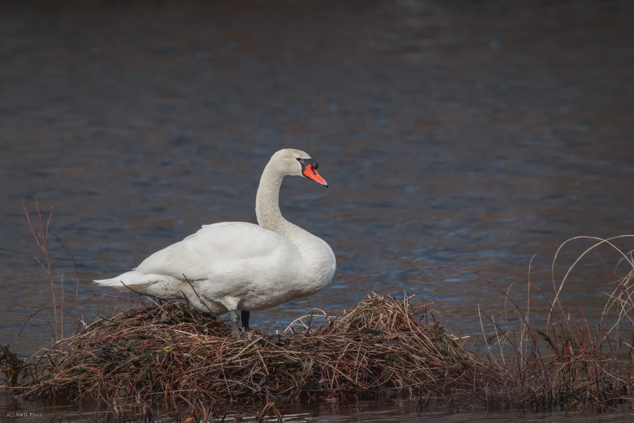 032125_Swan-2.jpg