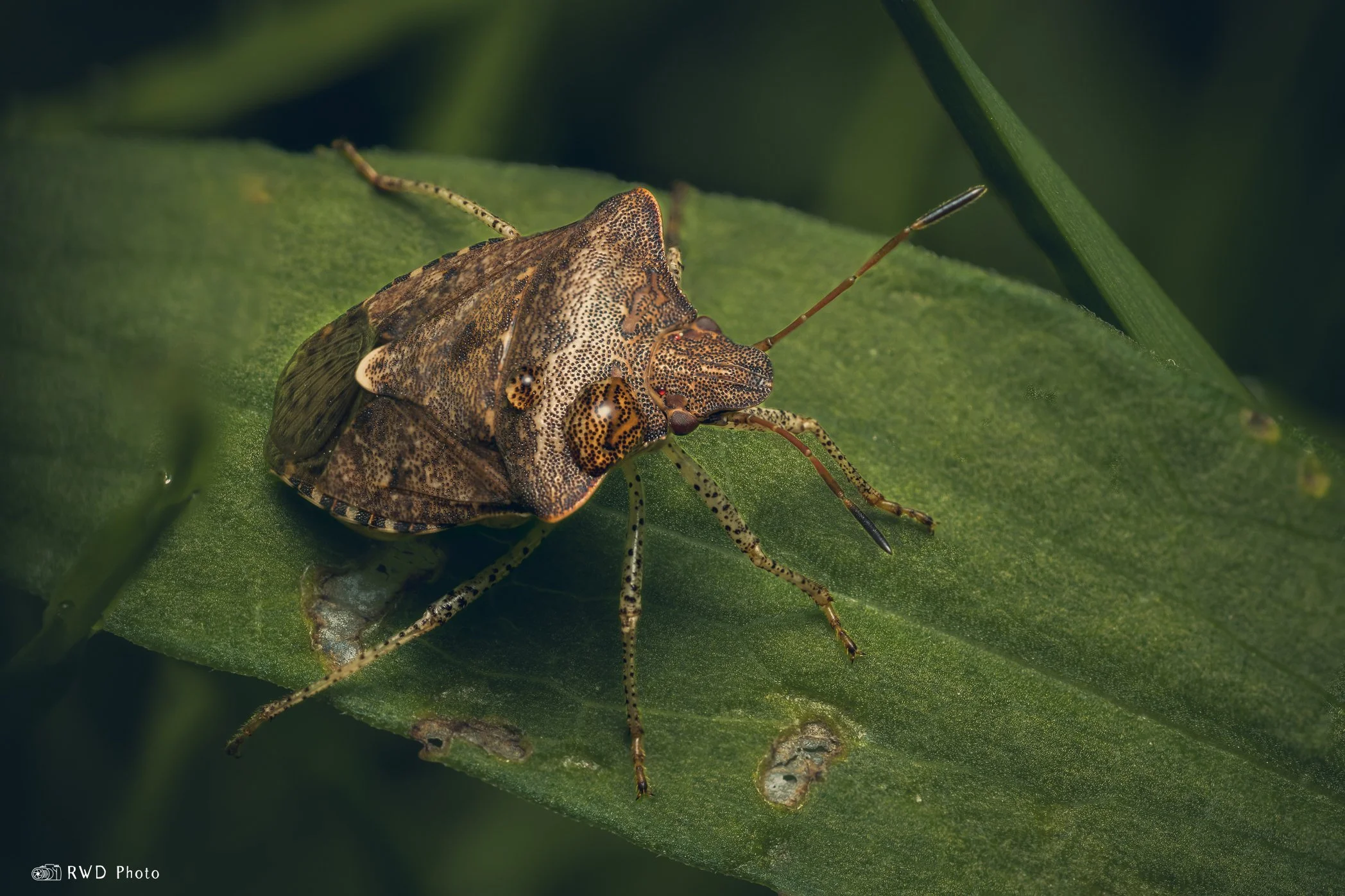 050824_ShieldBug-1.jpg