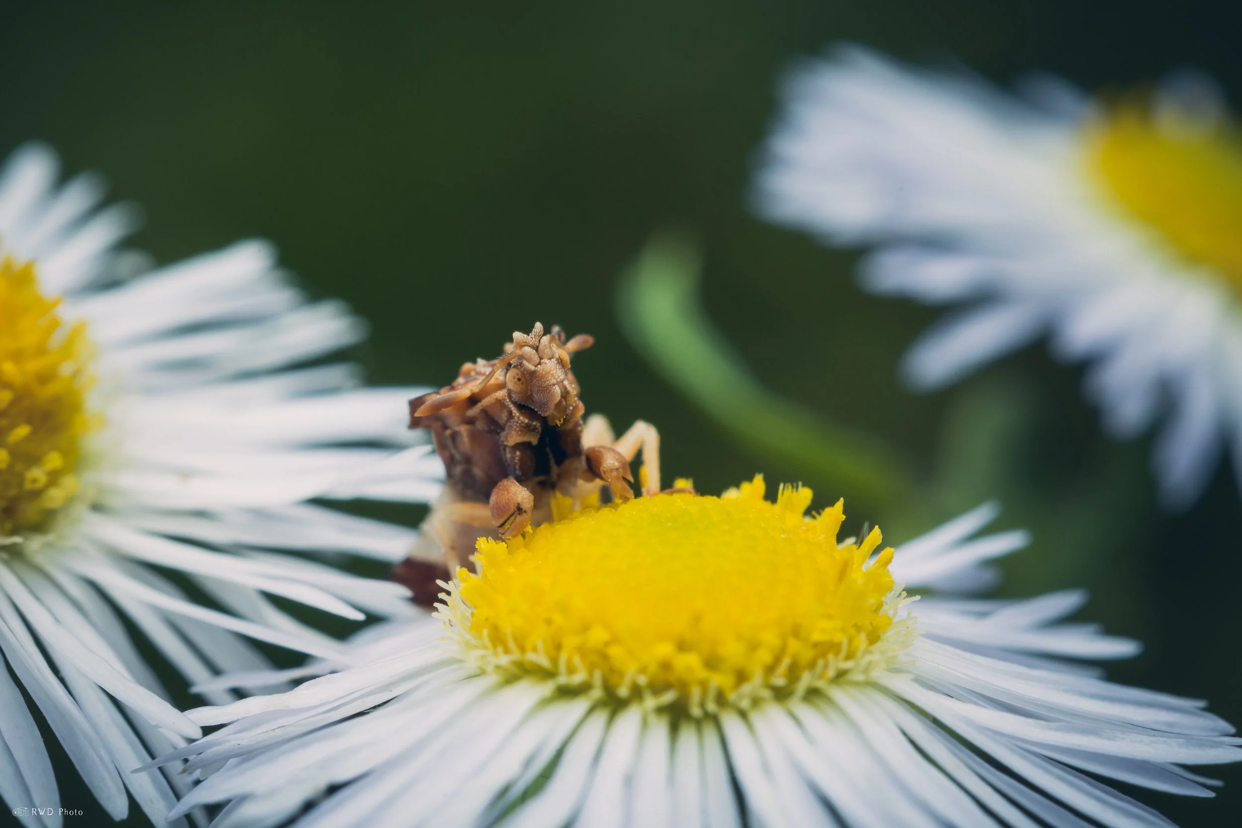 061026-AmbushBug-4.jpg