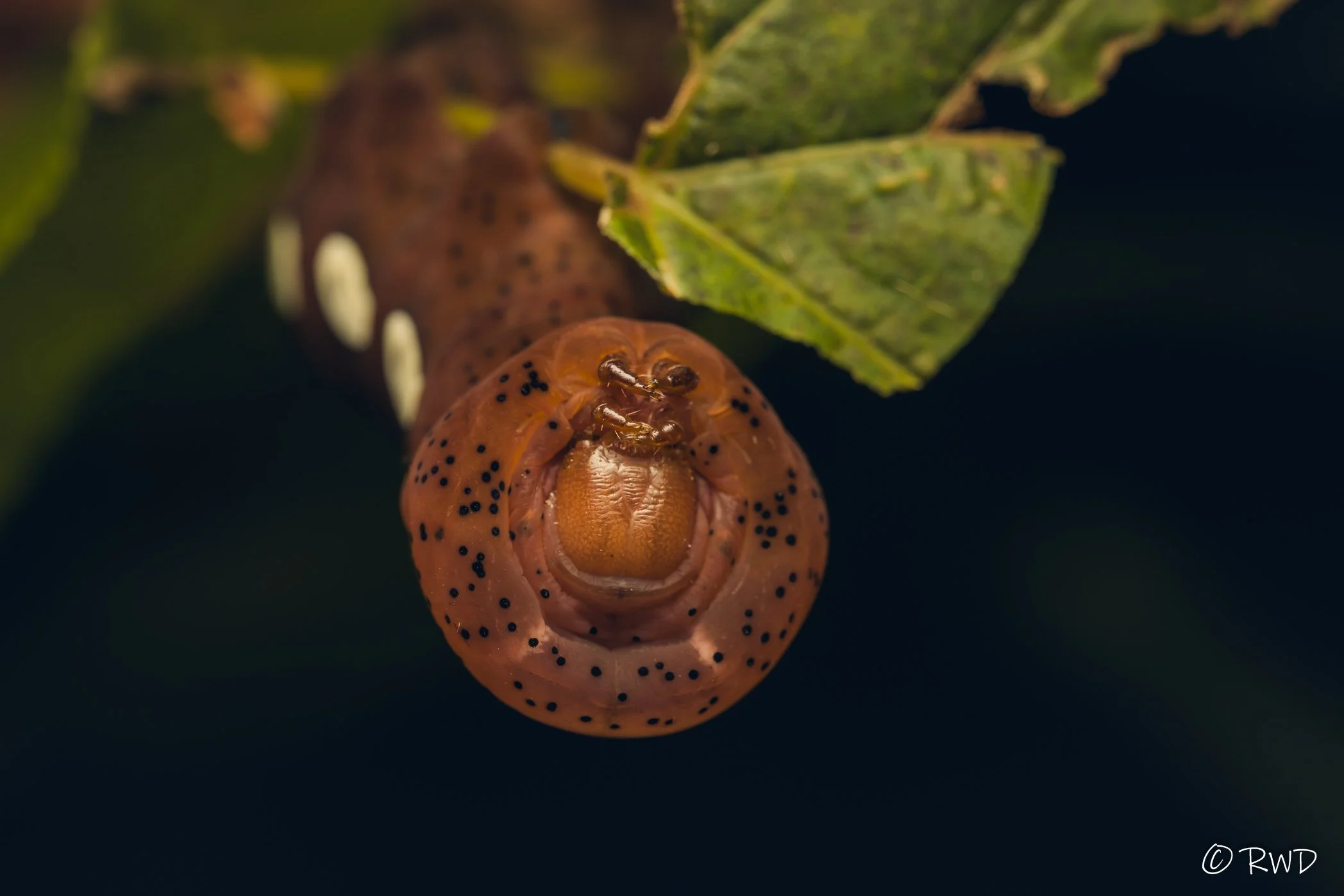 101323_PandoraSphinxMoth-2.jpg