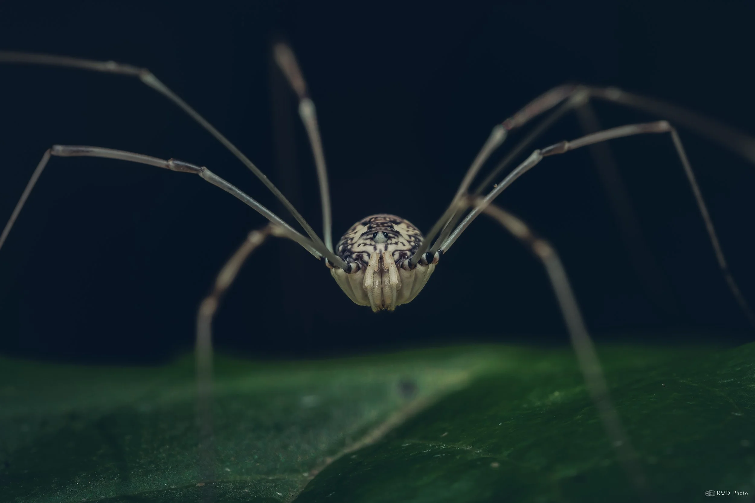 063026-Harvestman-3.jpg