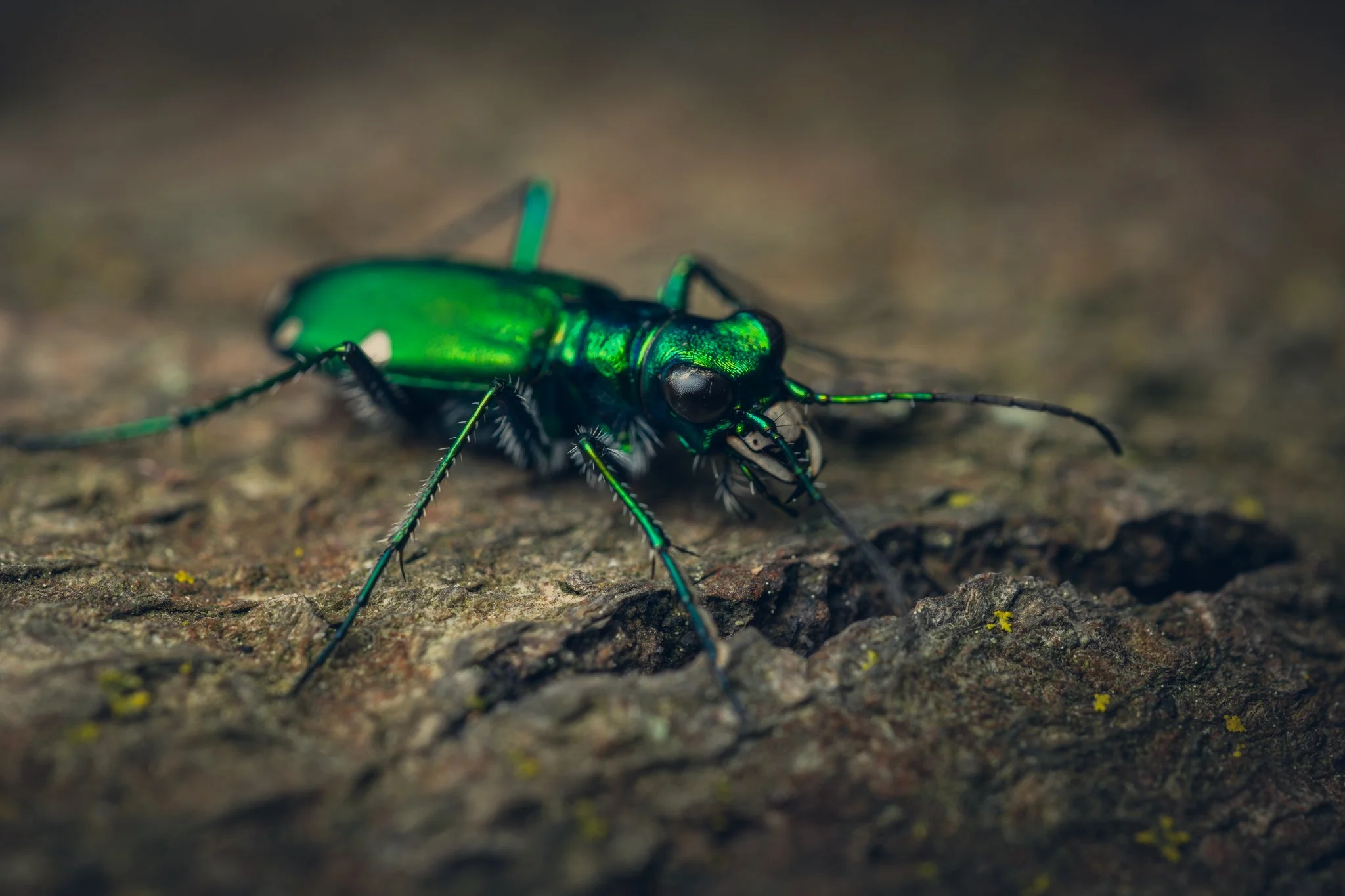 052625-TigerBeetle.jpg