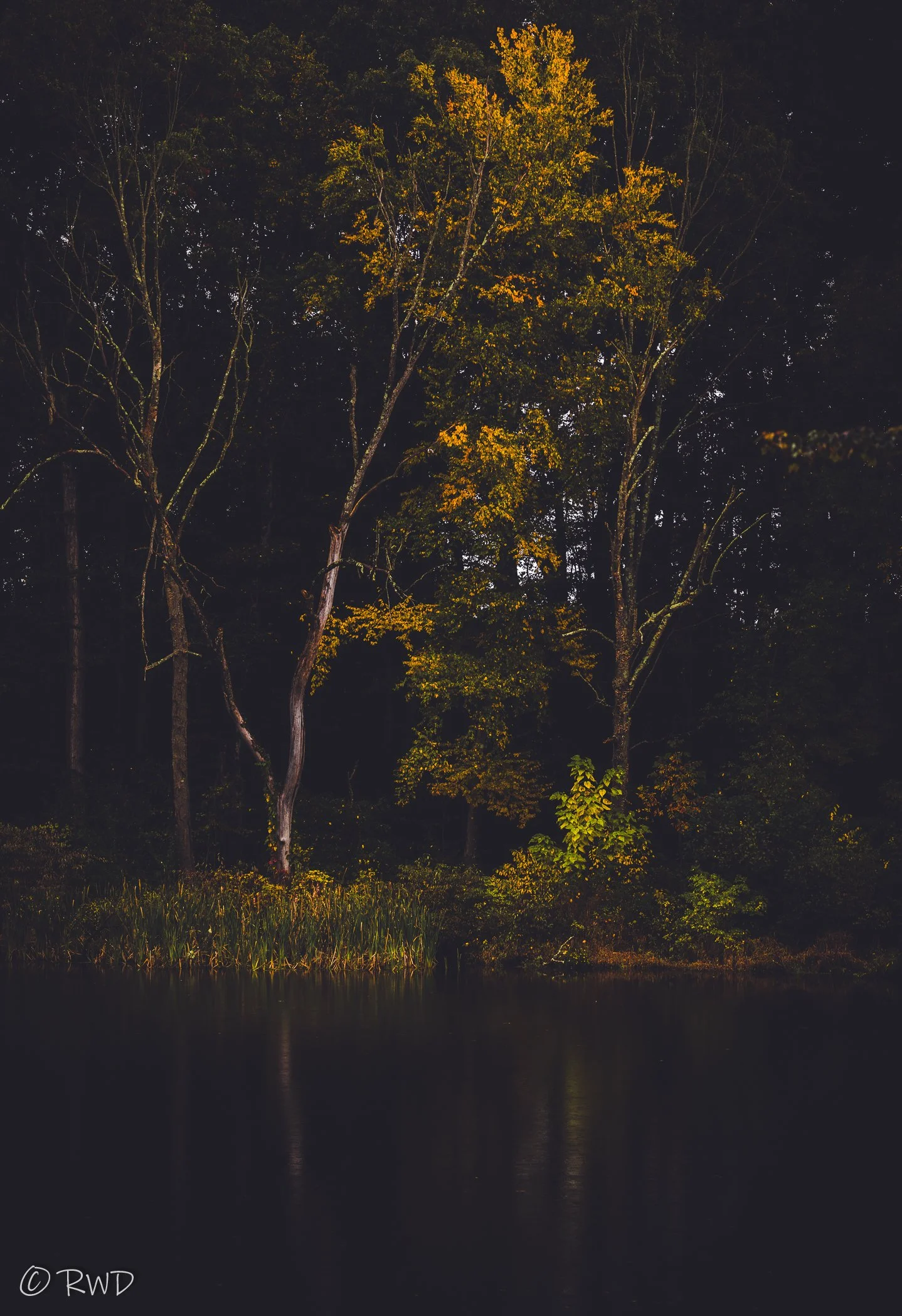 100723_MoodyForest-1-2.jpg