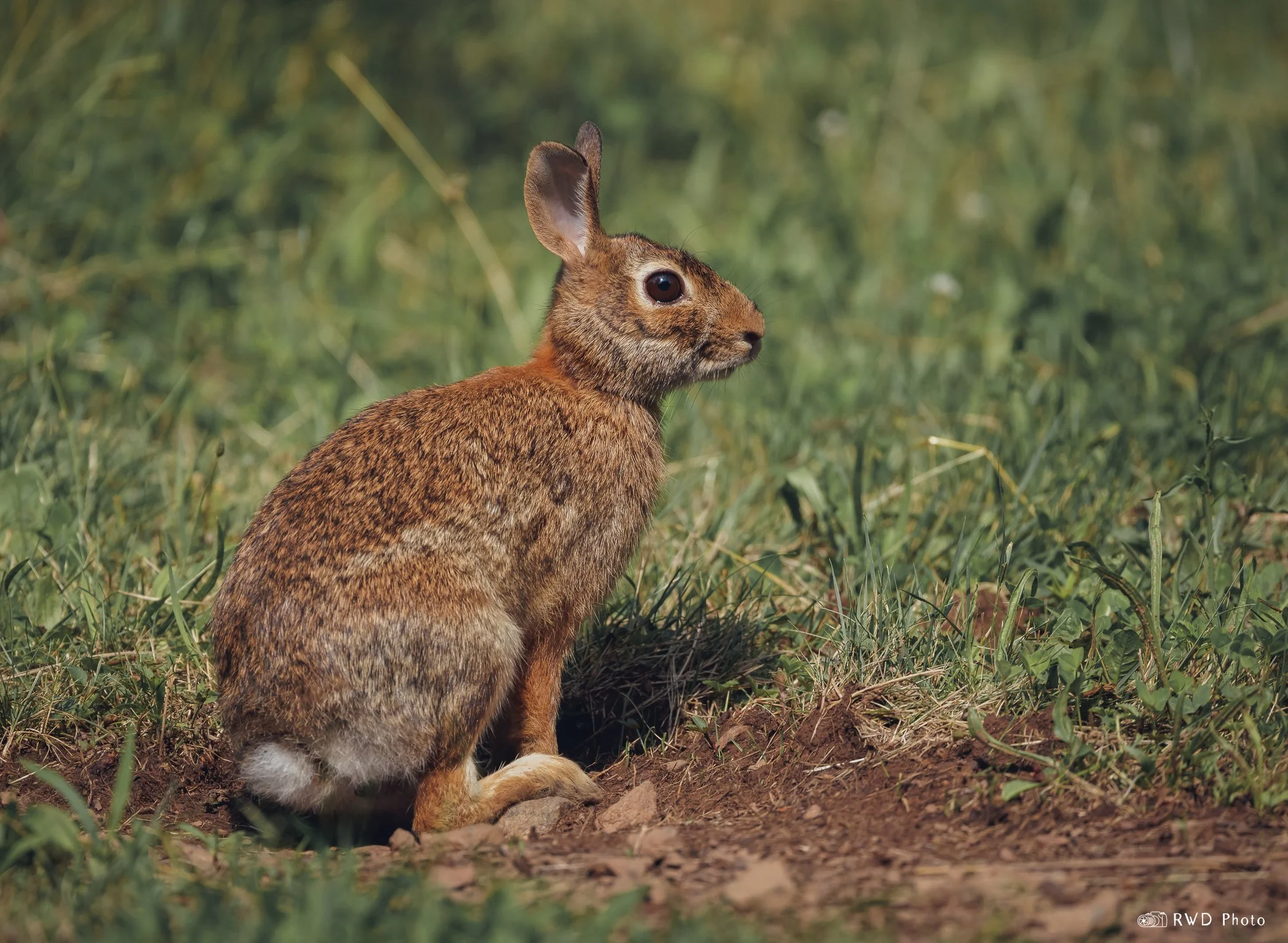 070724_EasternCottontail-1.jpg