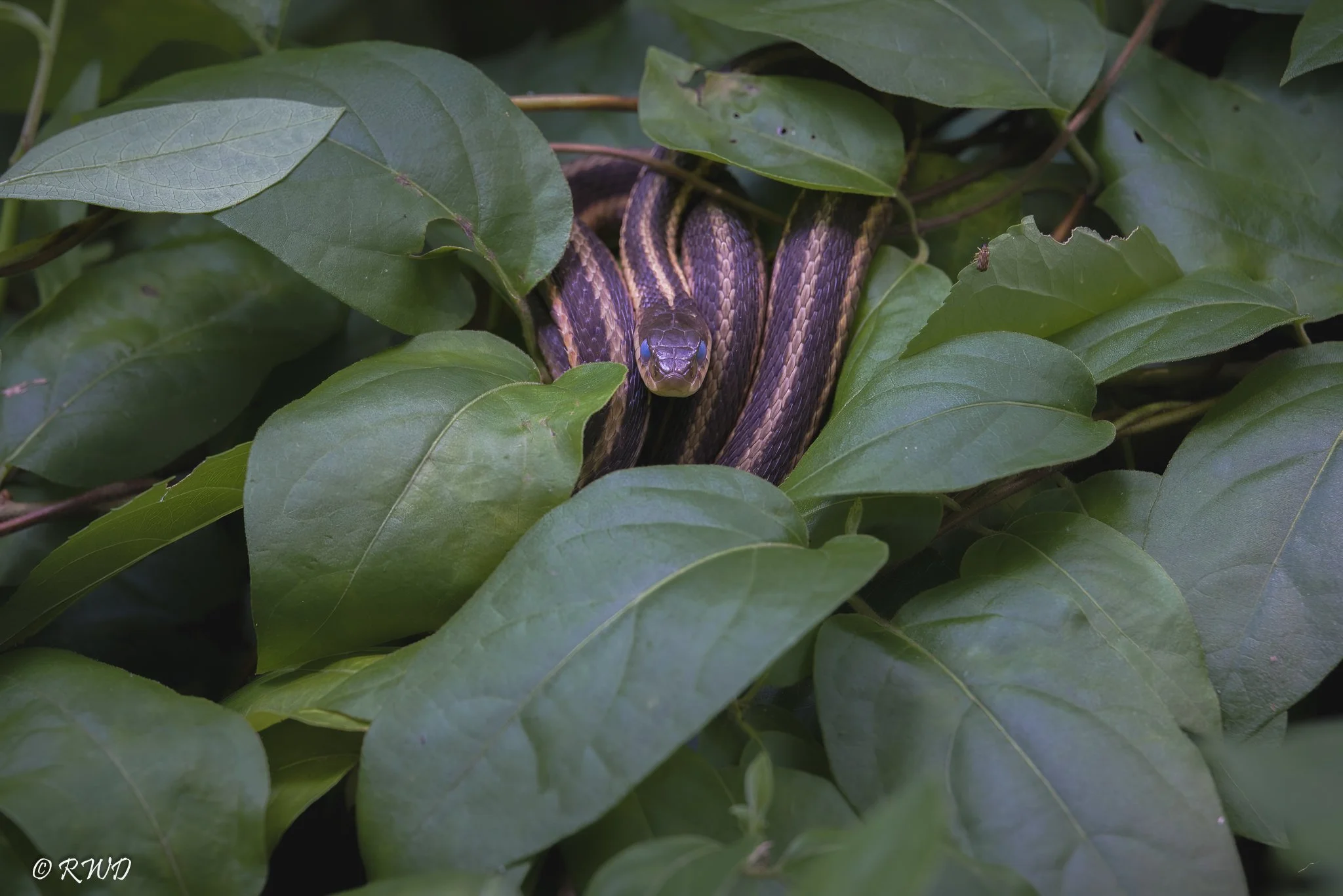 071723_GarterSnake.jpg