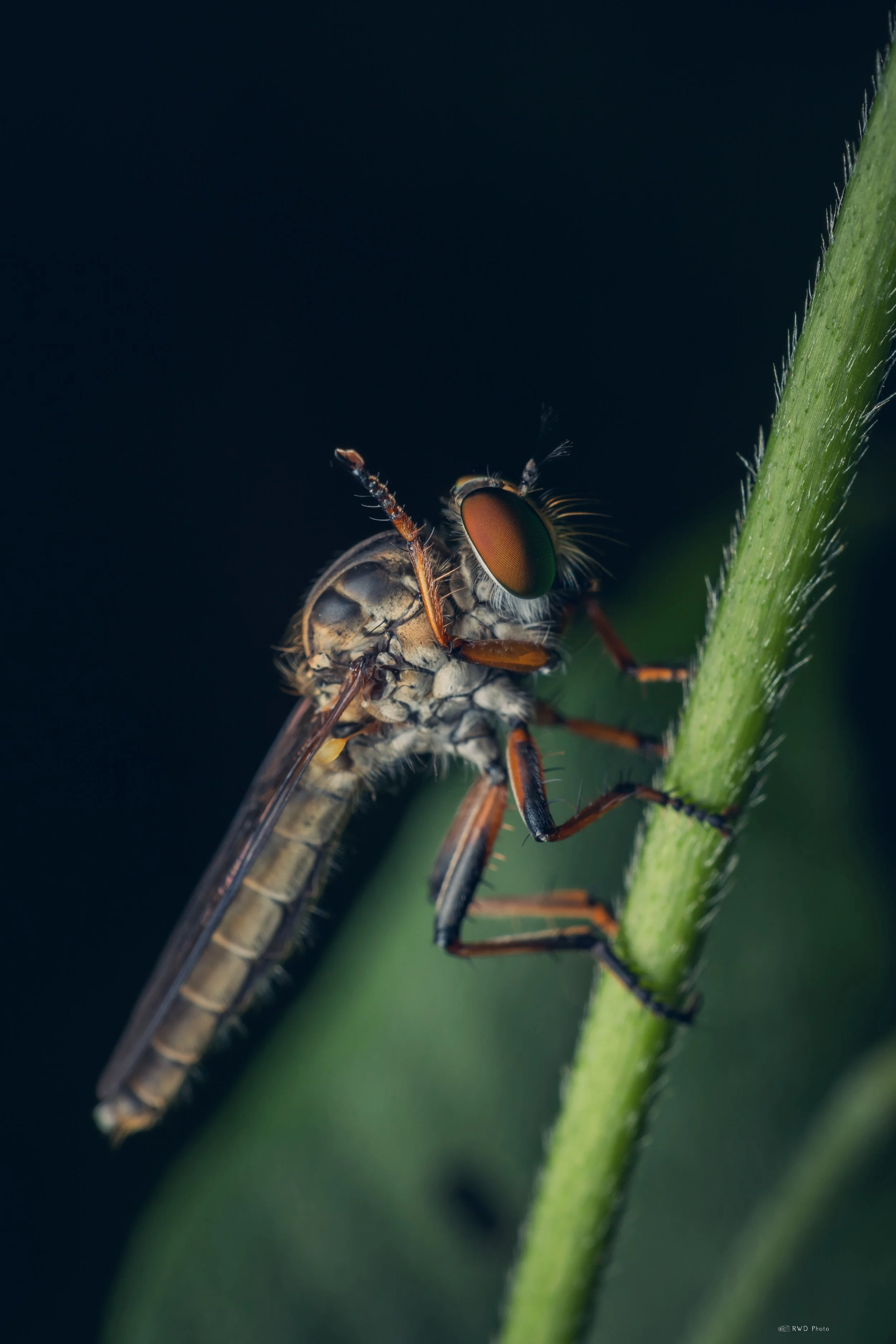 072226-Robberfly-1.jpg