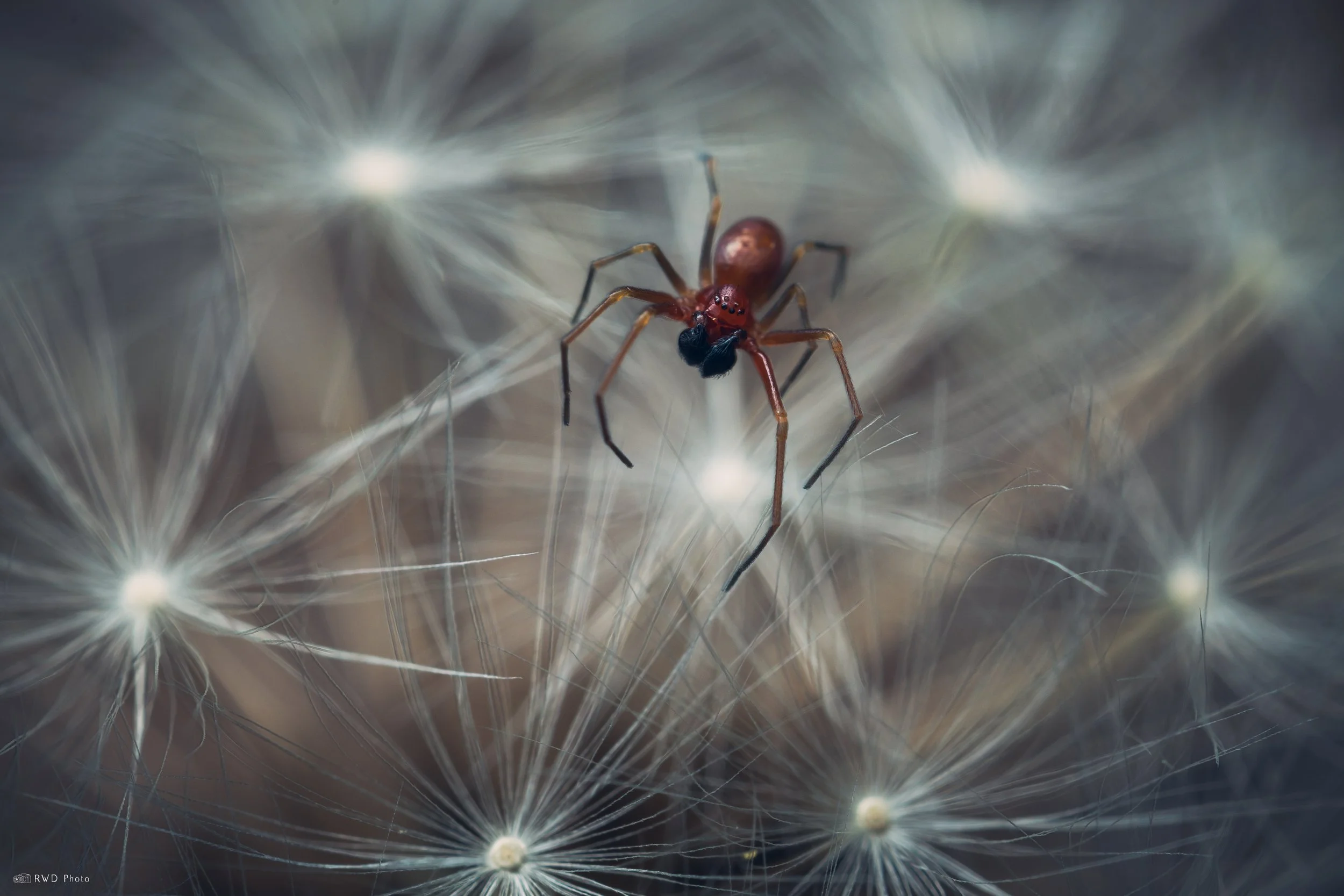 050726-SpiderDandelion-1.jpg
