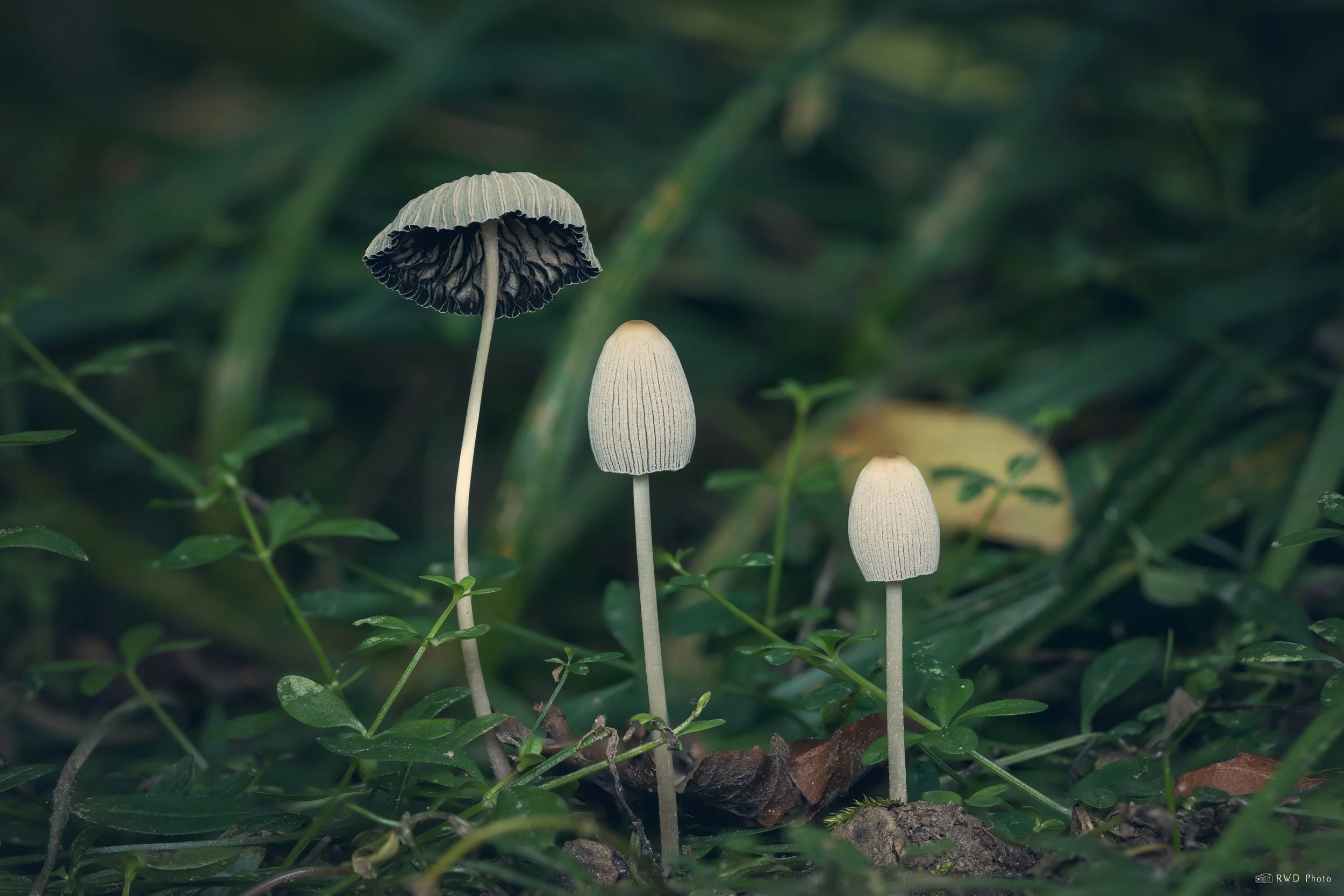 090425-Mushrooms-1.jpg